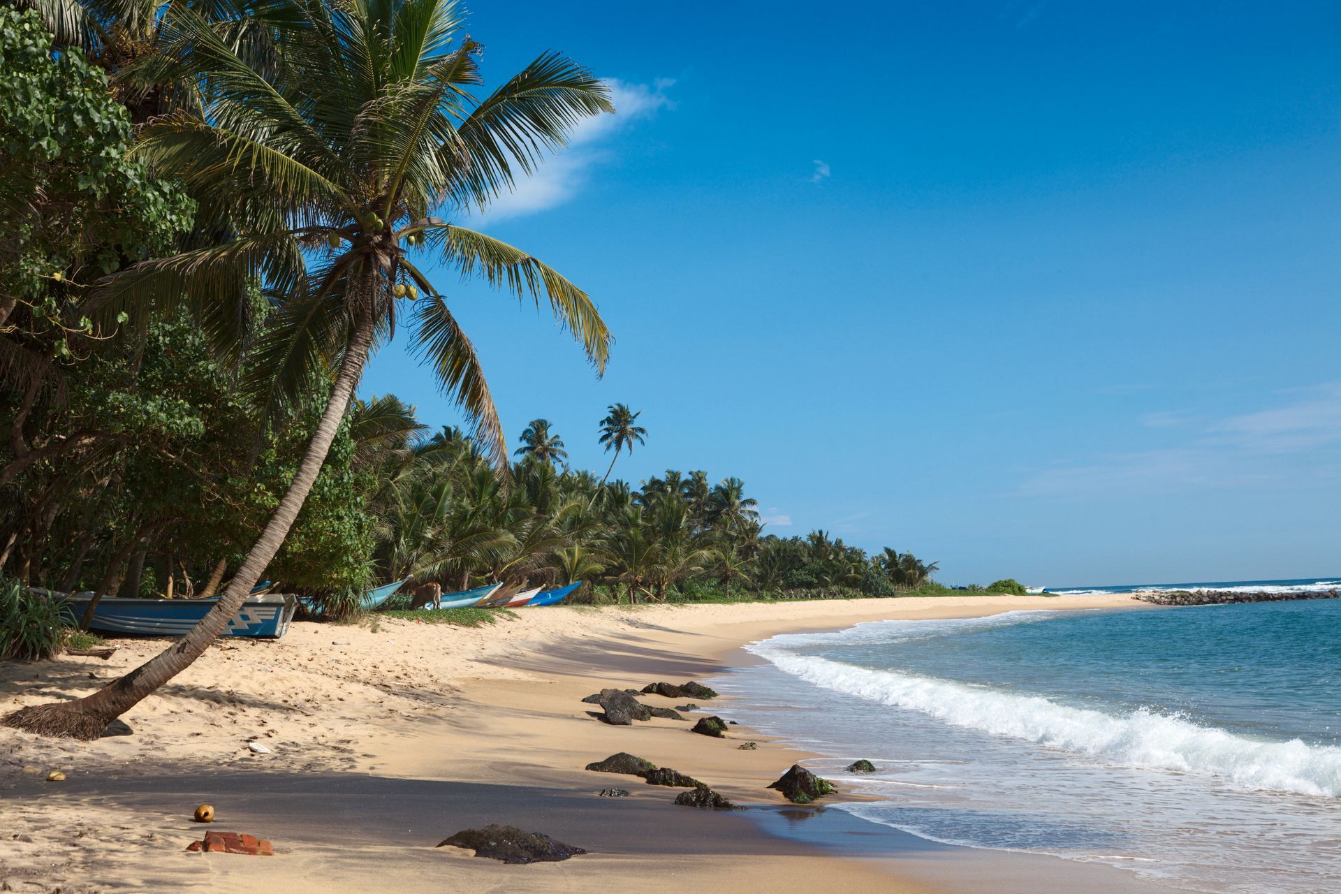 Sunny tropical beach with palm trees, sand, and gentle waves under a clear blue sky
