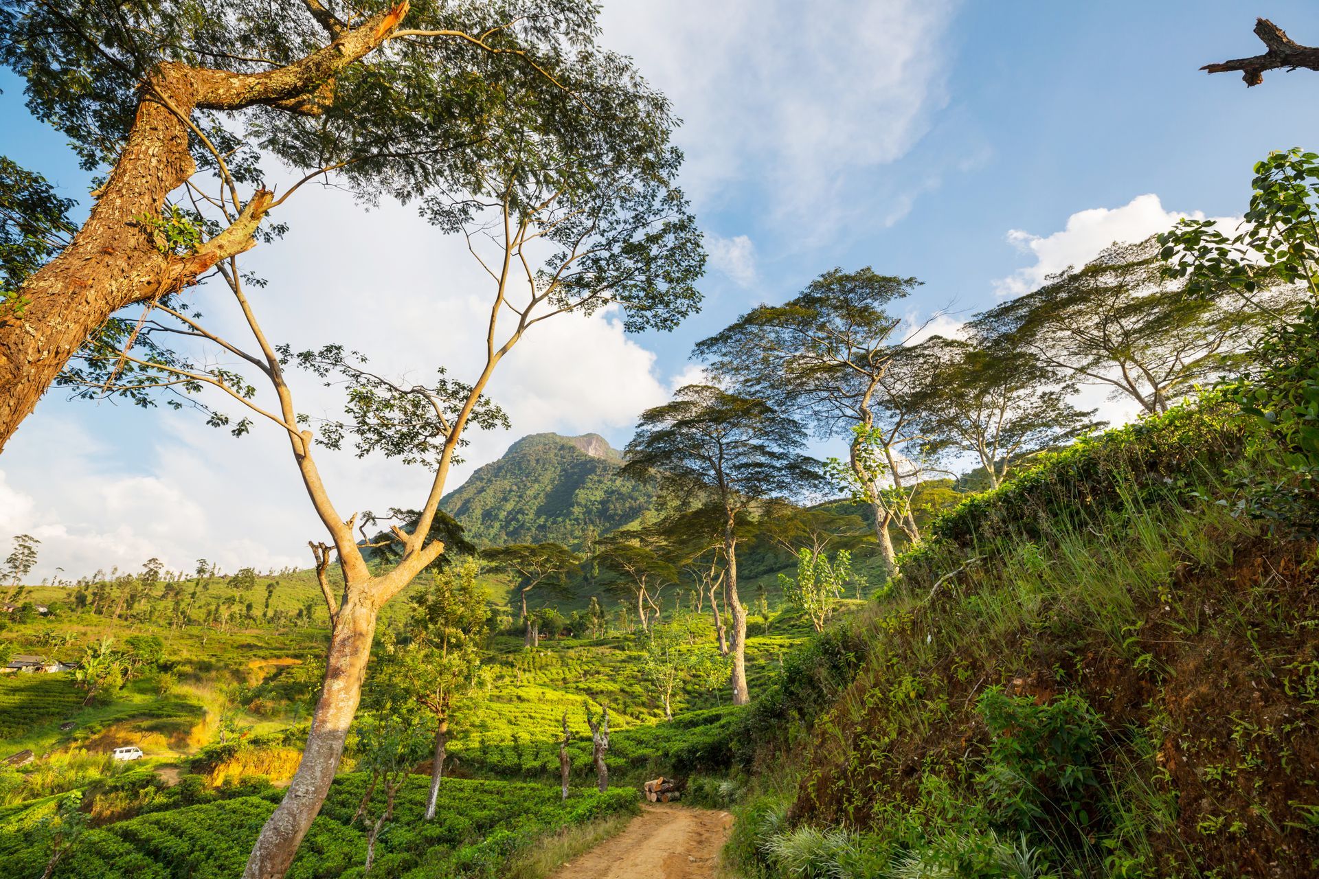 Lush green hillside with tall trees and a narrow dirt path under a bright sky.