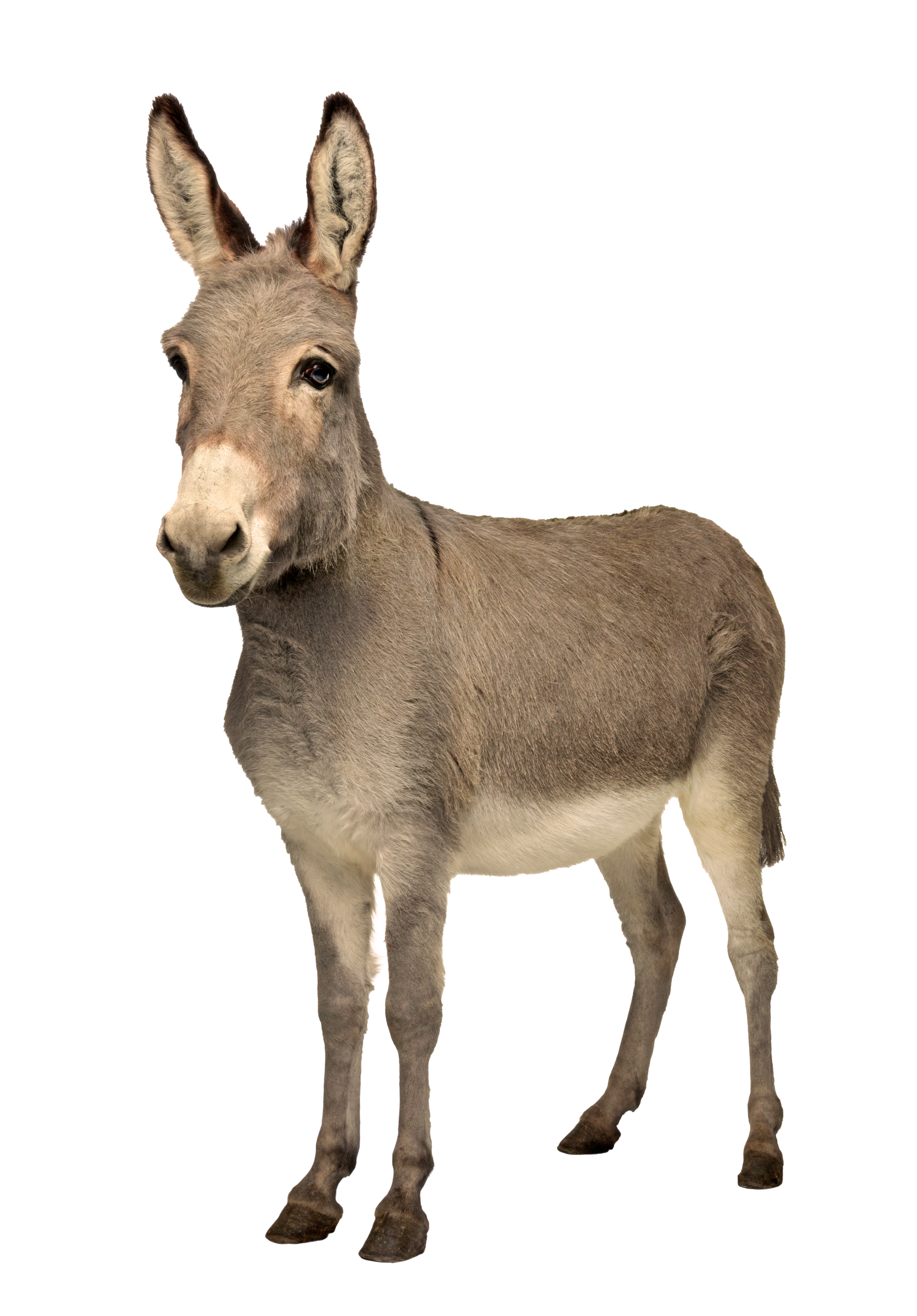 A donkey is standing on a white background and looking at the camera.