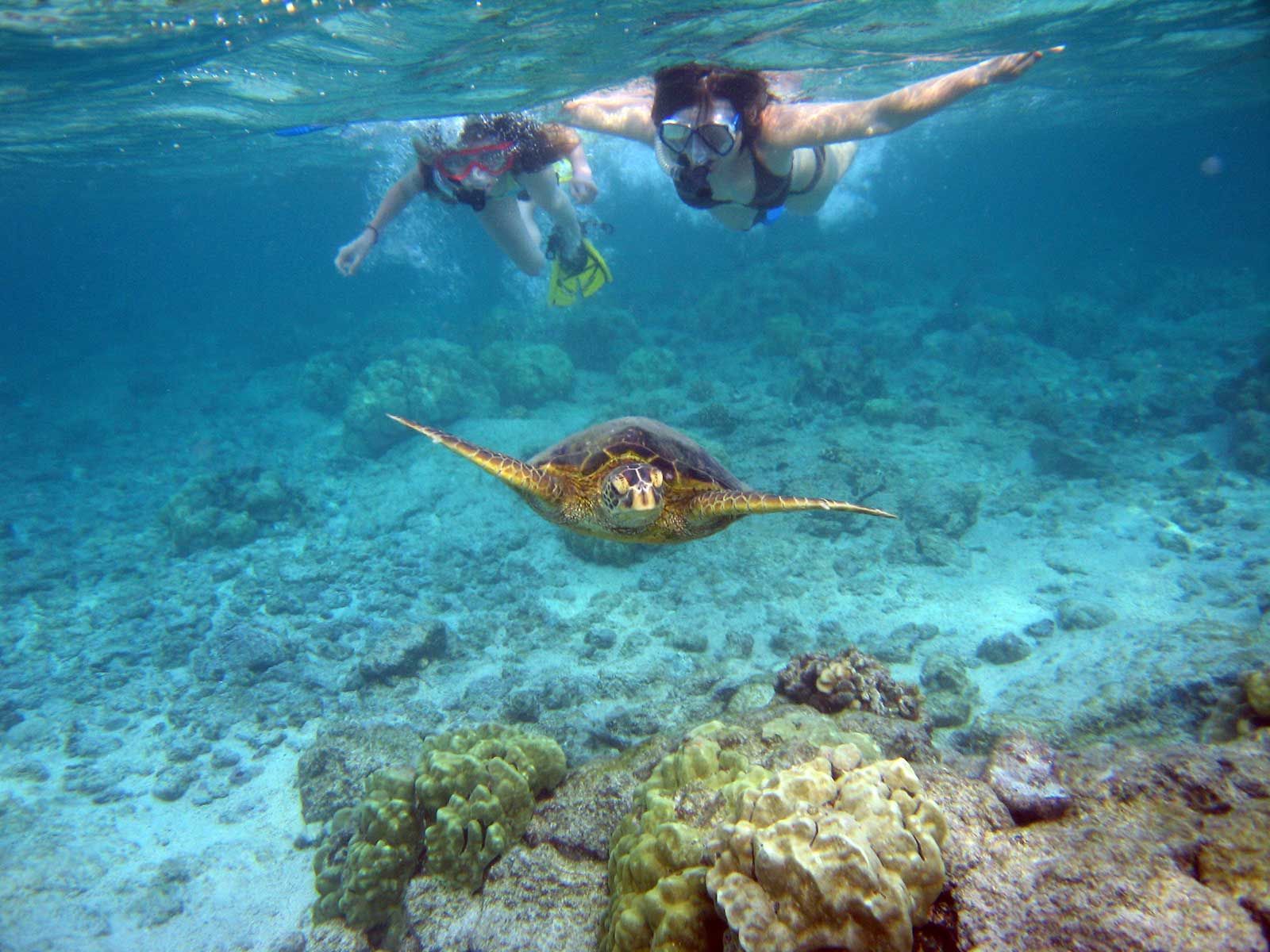 Two people are swimming with a sea turtle in the ocean.