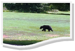 annandalechamber