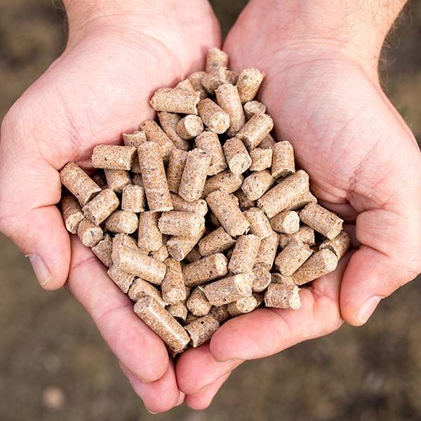 Hands holding a pile of beige wood pellets outdoors