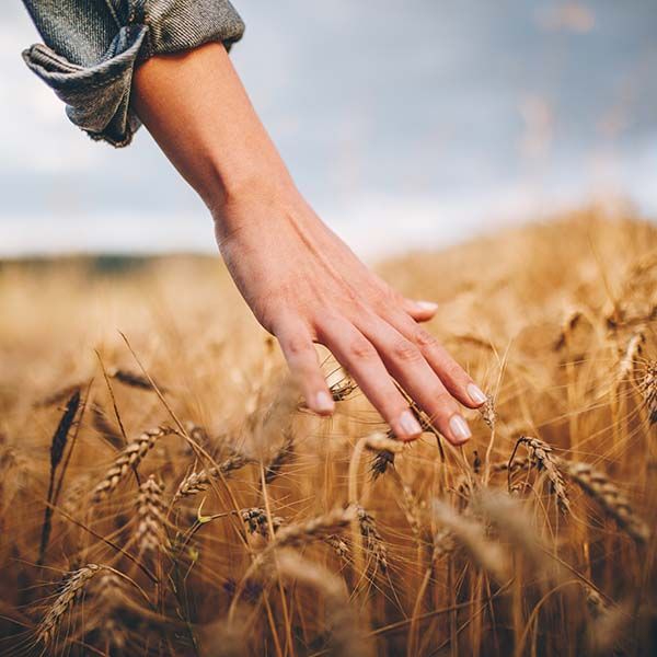 Hand brushing through golden wheat in a sunlit field