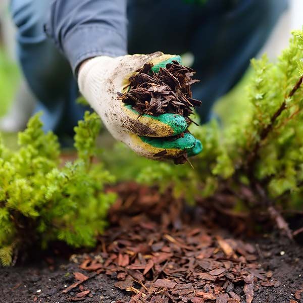 Gloved hand planting mulch around bright green seedlings in a garden bed