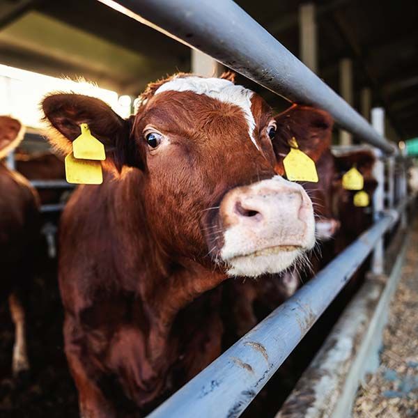Brown cow with yellow ear tags behind a metal fence in a barn