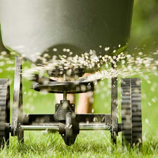 Close-up of a rotary lawn spreader scattering granules across green grass.