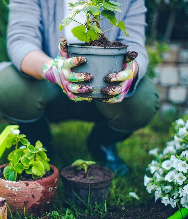 Person holding a potted plant in a garden, surrounded by other small plants and flowers.