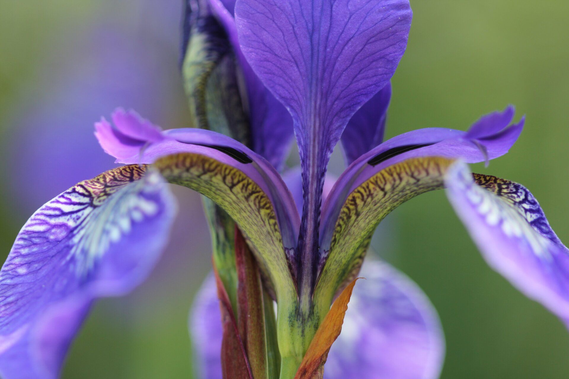 Close-up of a purple iris flower with yellow-green accents against a blurred green background