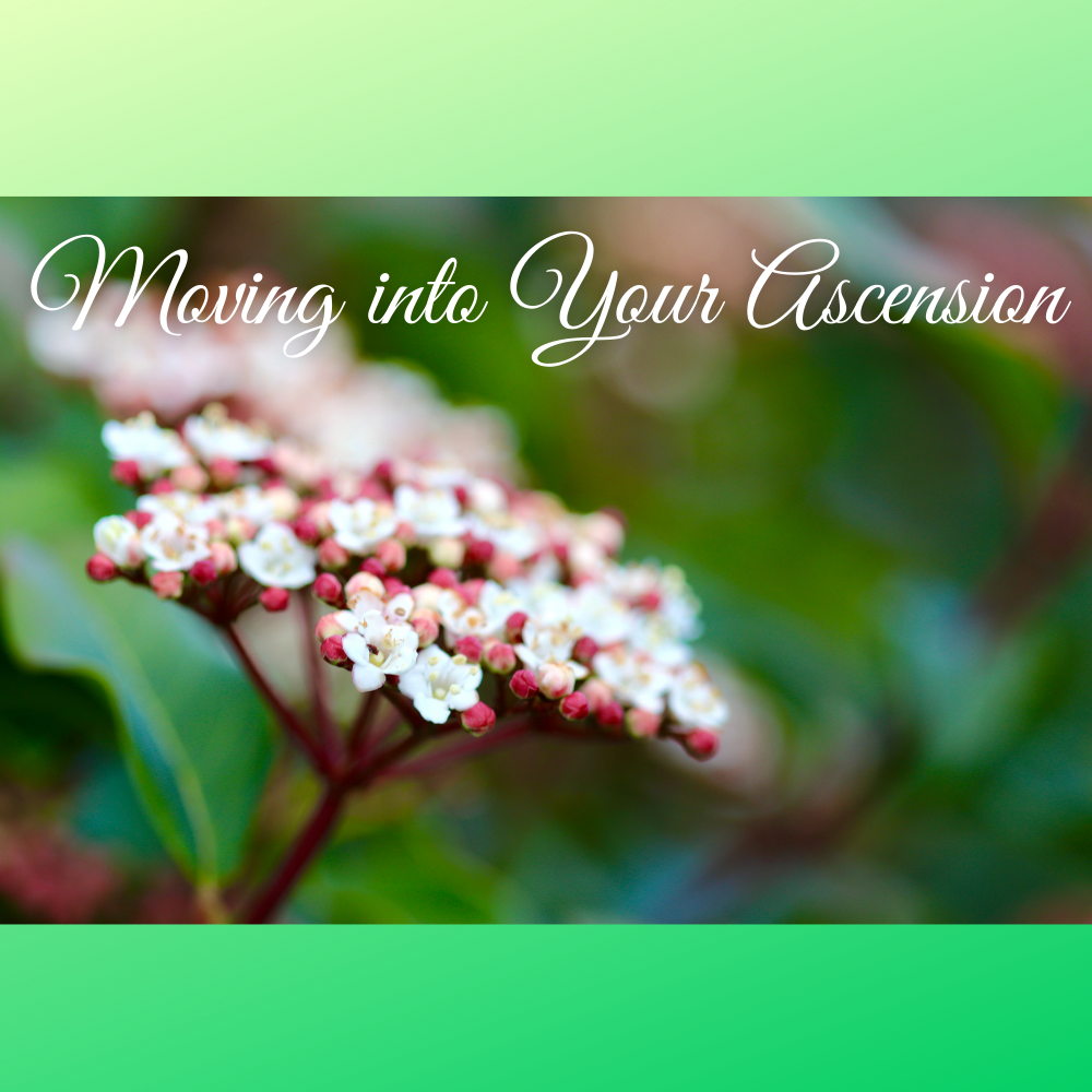 White flowers with the words “Moving into Your Ascension” over a green blurred background.