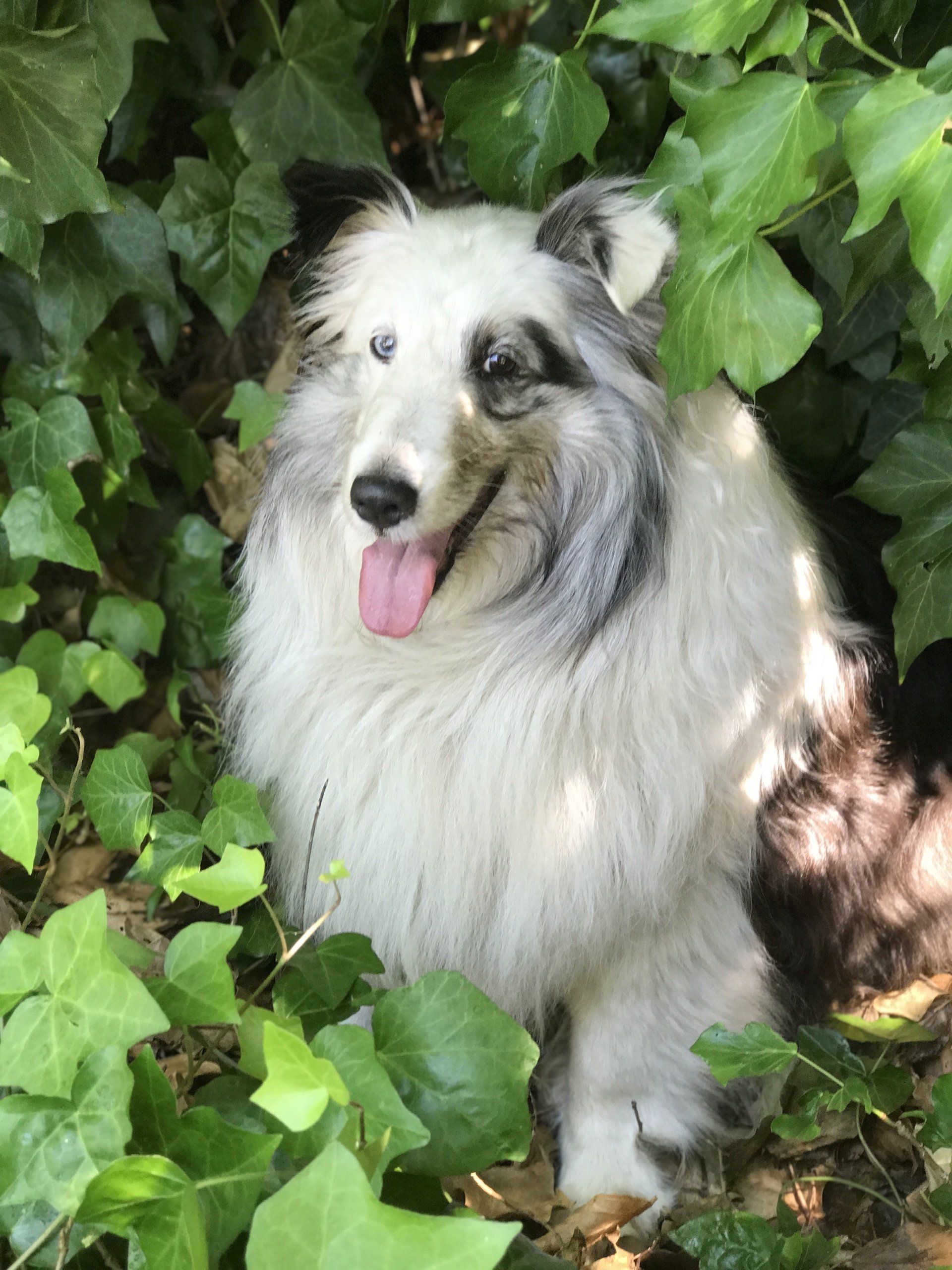 Blue merle dog with long white fur sitting in green ivy, tongue out in dappled sunlight