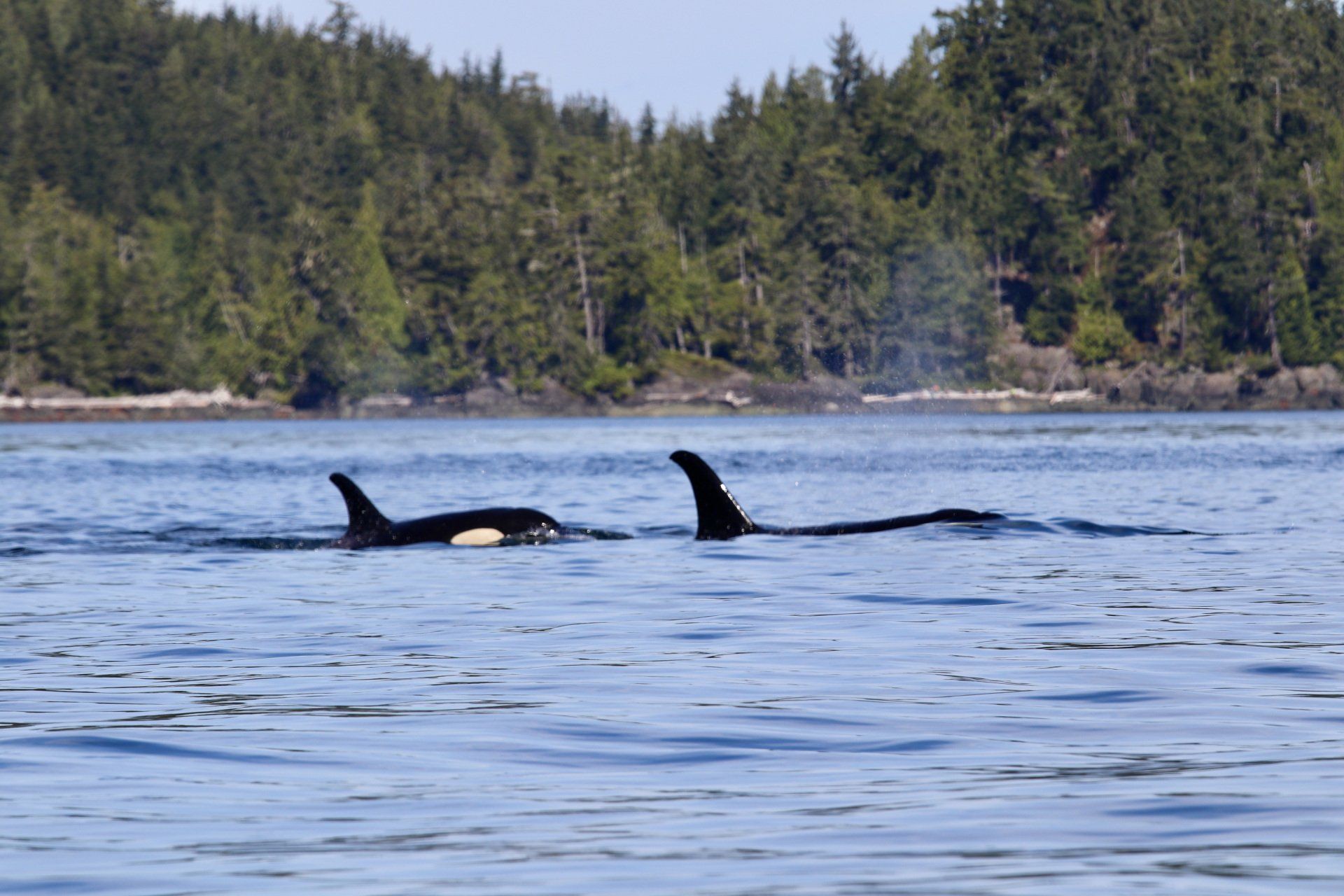 Two orcas surfacing in a blue bay with forested shoreline in the background