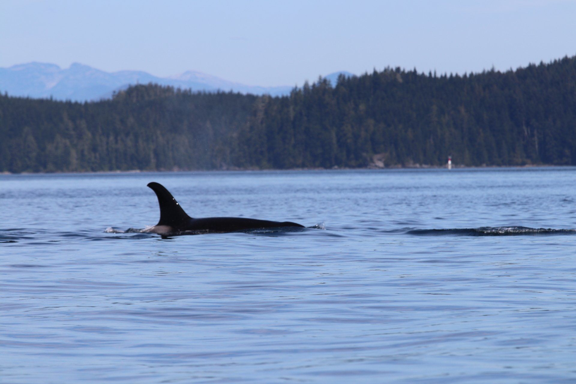 Orca surfacing in calm blue water with forested shoreline and mountains in the background
