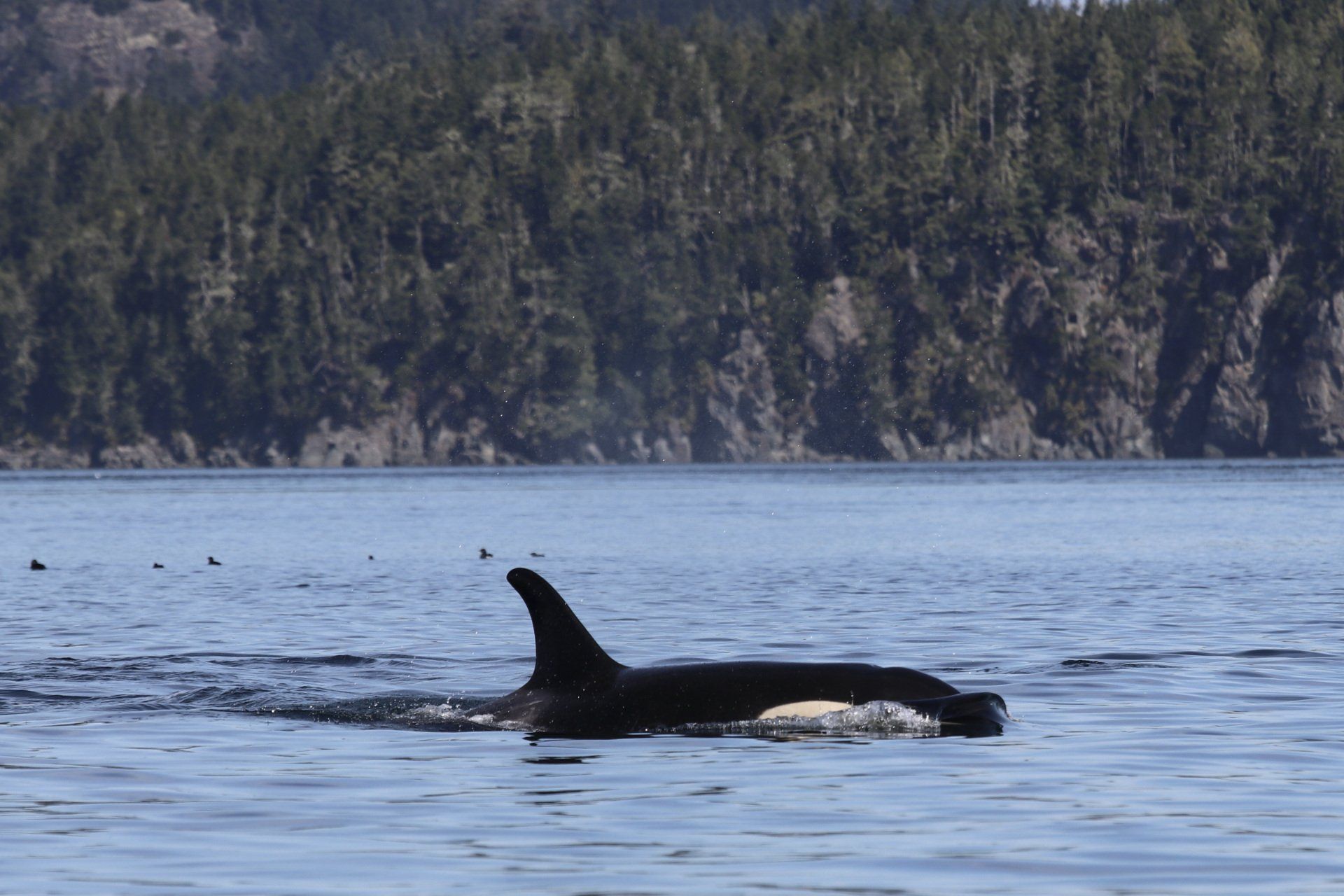 Orca swimming near the surface in a calm bay with forested shoreline in the background