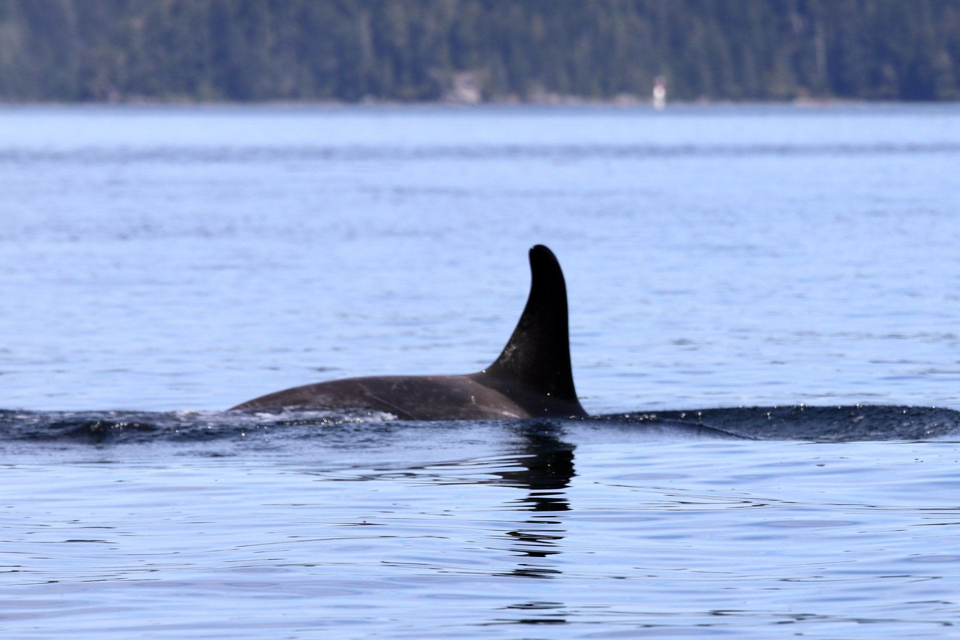Orca surfacing in calm blue water with forested shoreline in the background