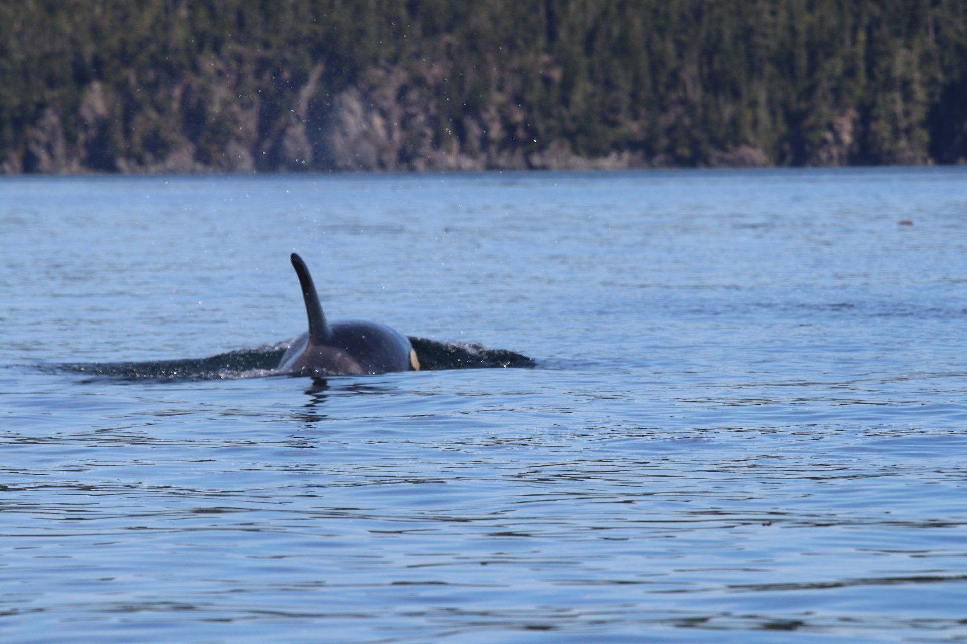 Orca surfacing in calm blue water with forested shoreline in the background