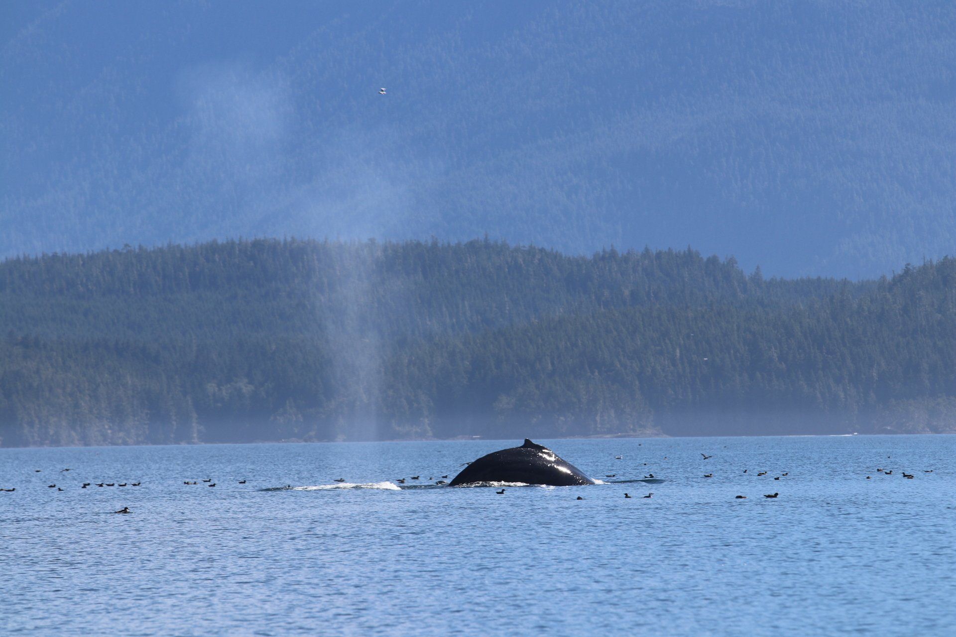 Dark whale surfacing in blue water with a misty spray, forested shoreline in the background