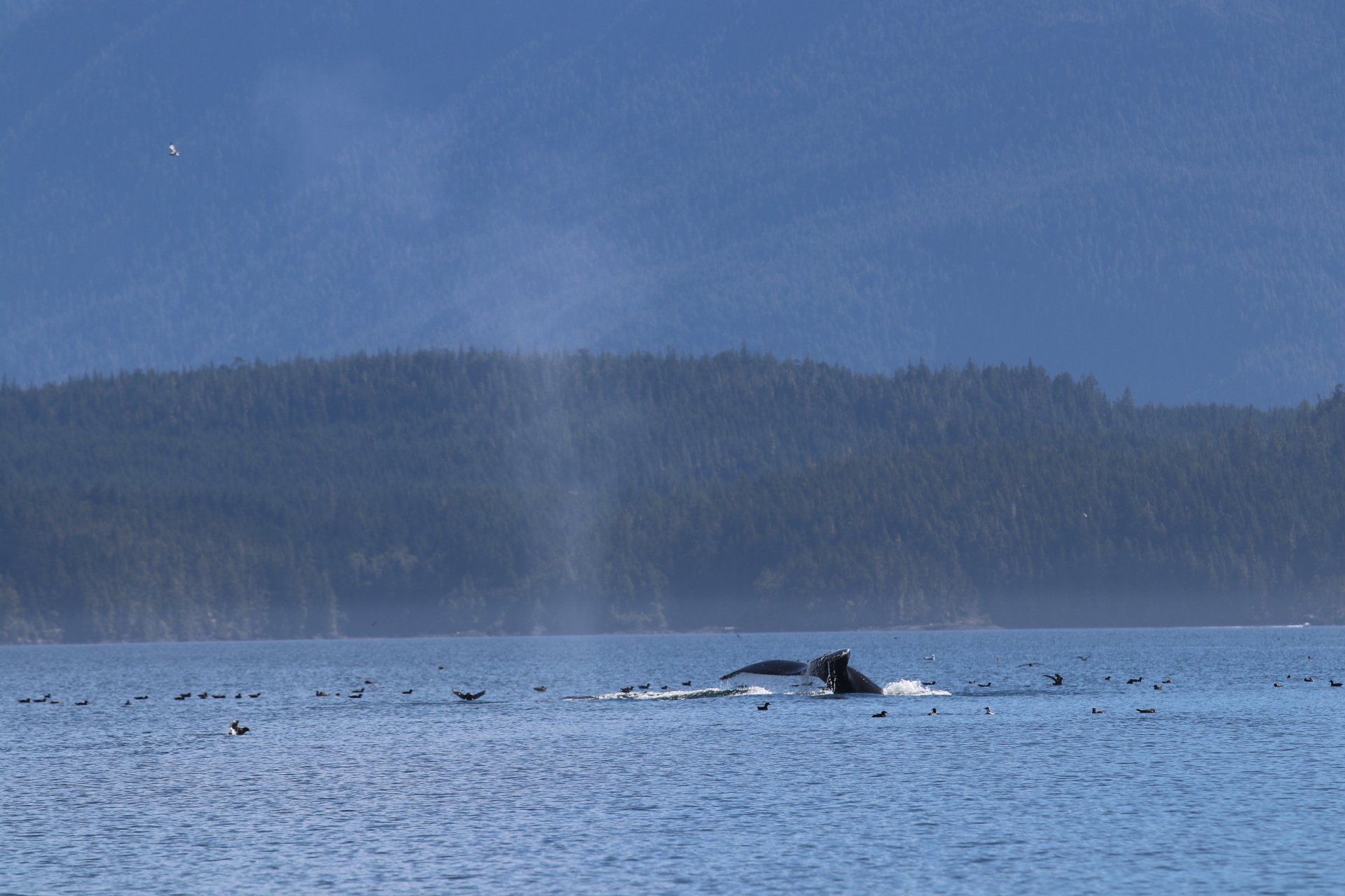 Distant whale spouting in a blue ocean with forested shoreline in the background