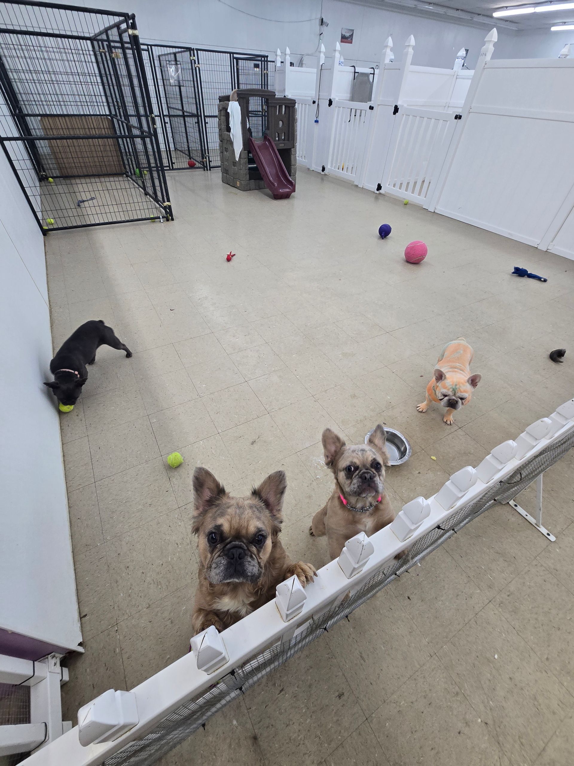 Four French bulldogs interact in an indoor dog daycare space with a play structure and scattered toys on the floor.