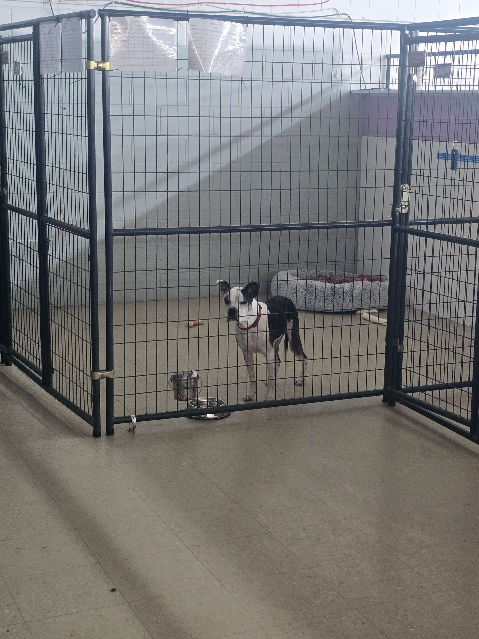 A black and white dog stands inside a metal-fenced kennel with a metal bowl and a dog bed on the concrete floor.
