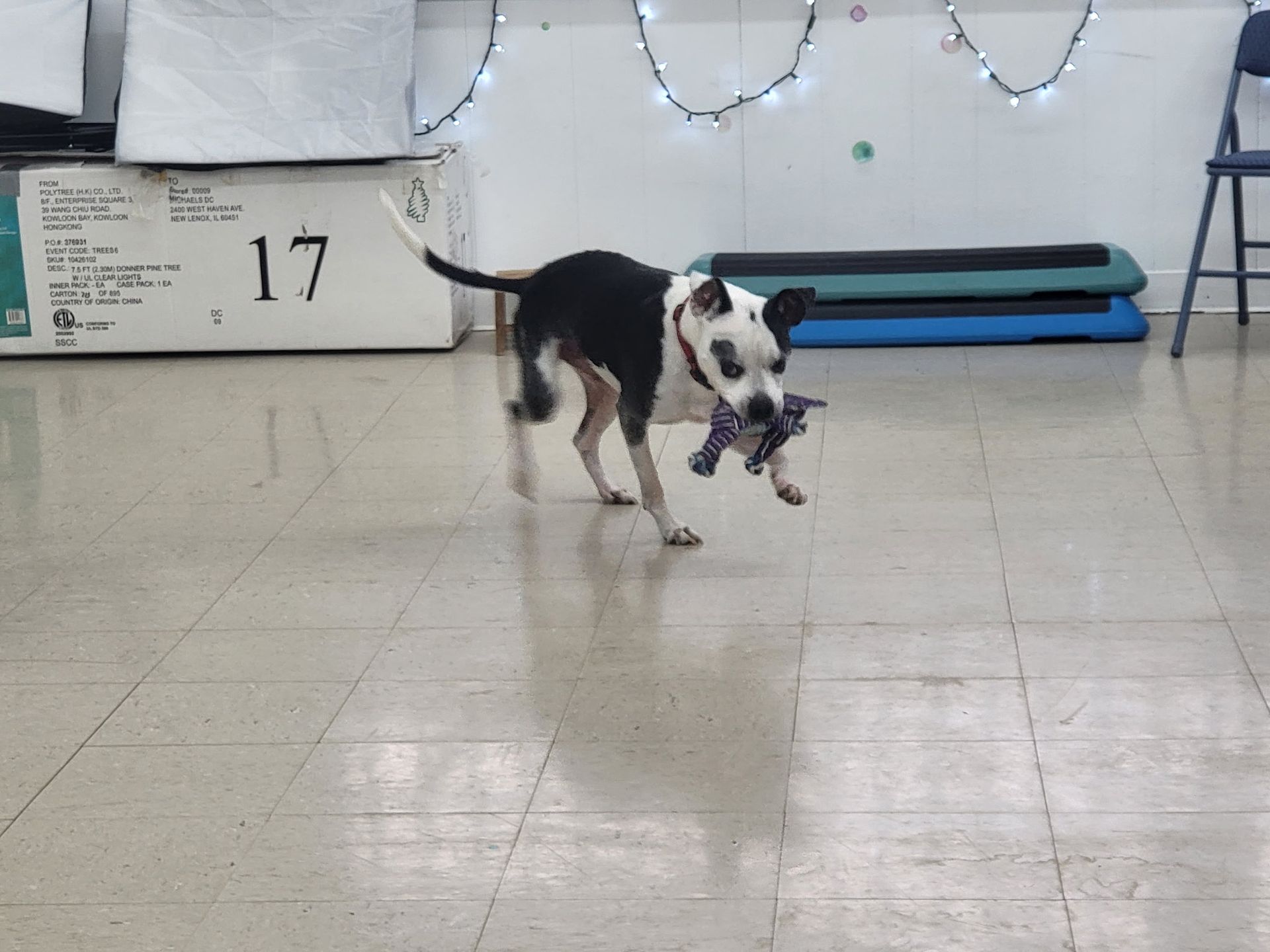 A black and white dog trots across a tiled floor, holding a small purple toy in its mouth.