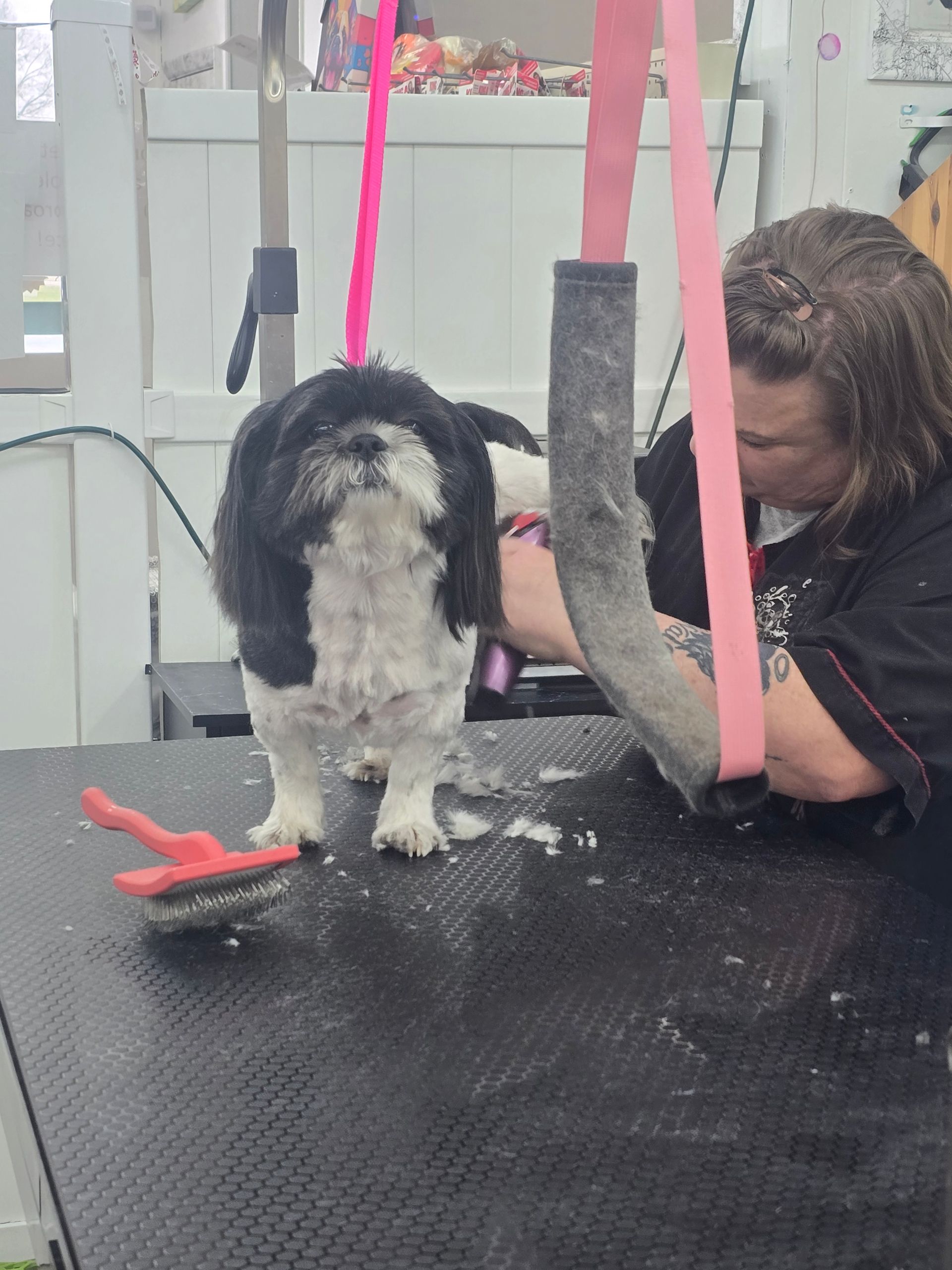 A person grooms a black and white Shih Tzu dog on a professional grooming table with a brush nearby.