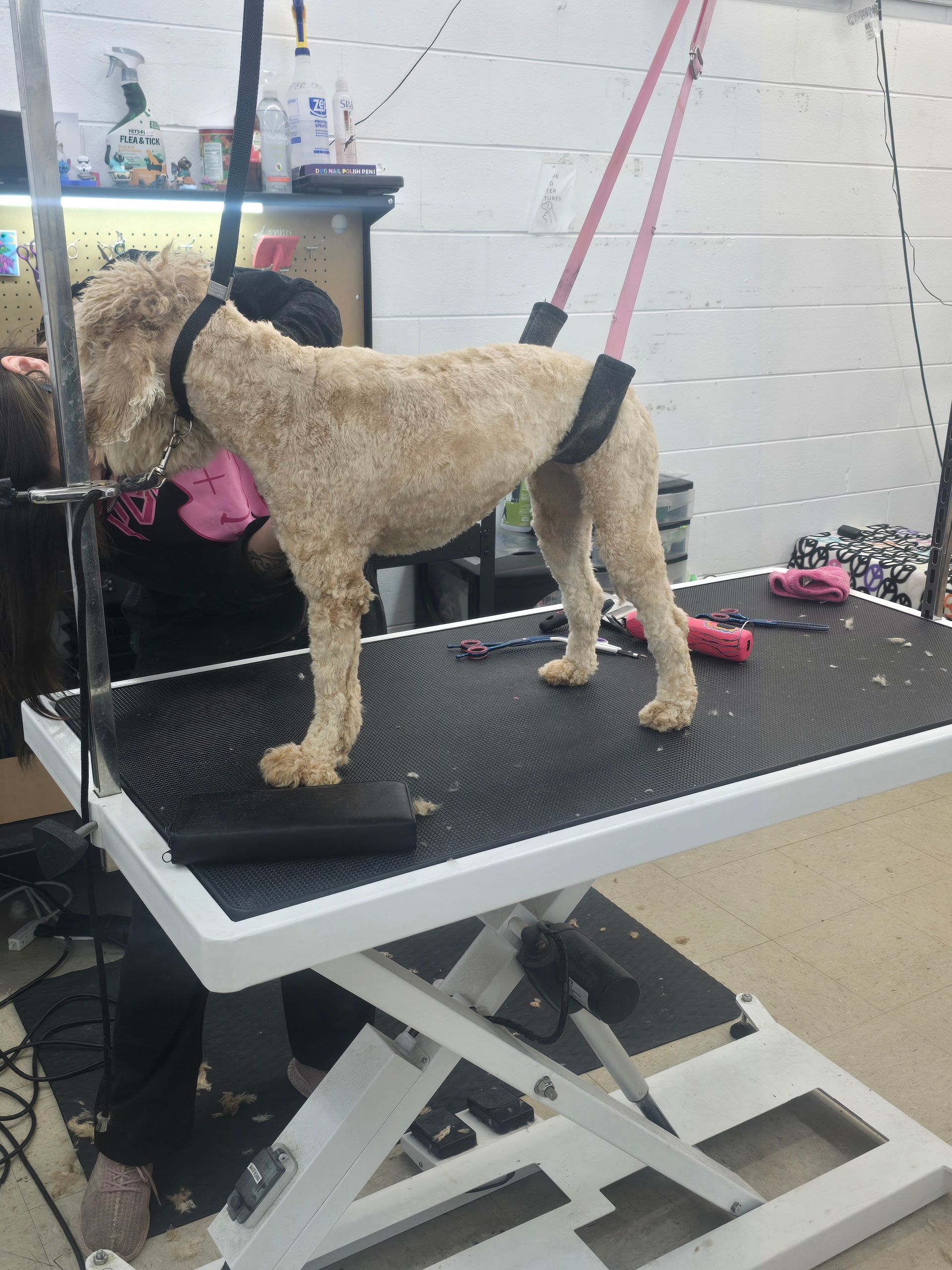A light-colored dog stands on a grooming table, secured by a neck loop and belly strap in a professional salon.
