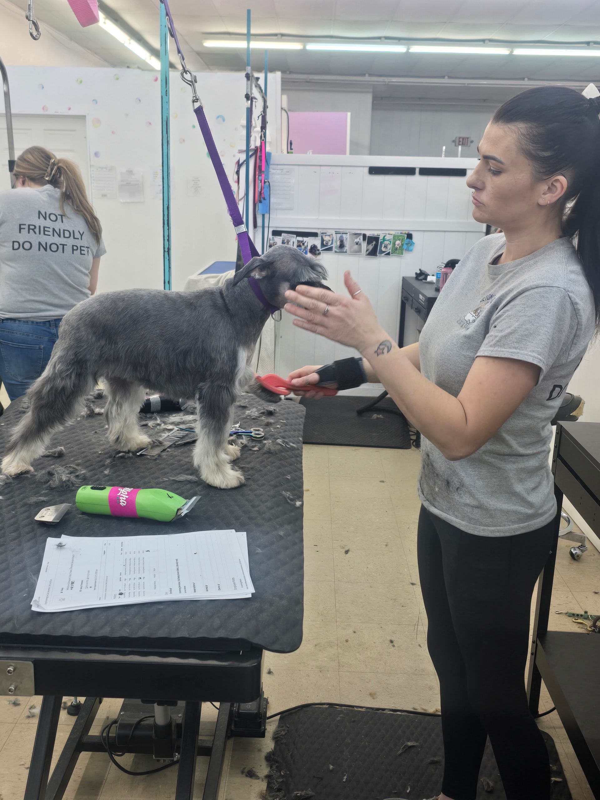 A dog groomer brushes the face of a gray dog on a grooming table in a workspace.