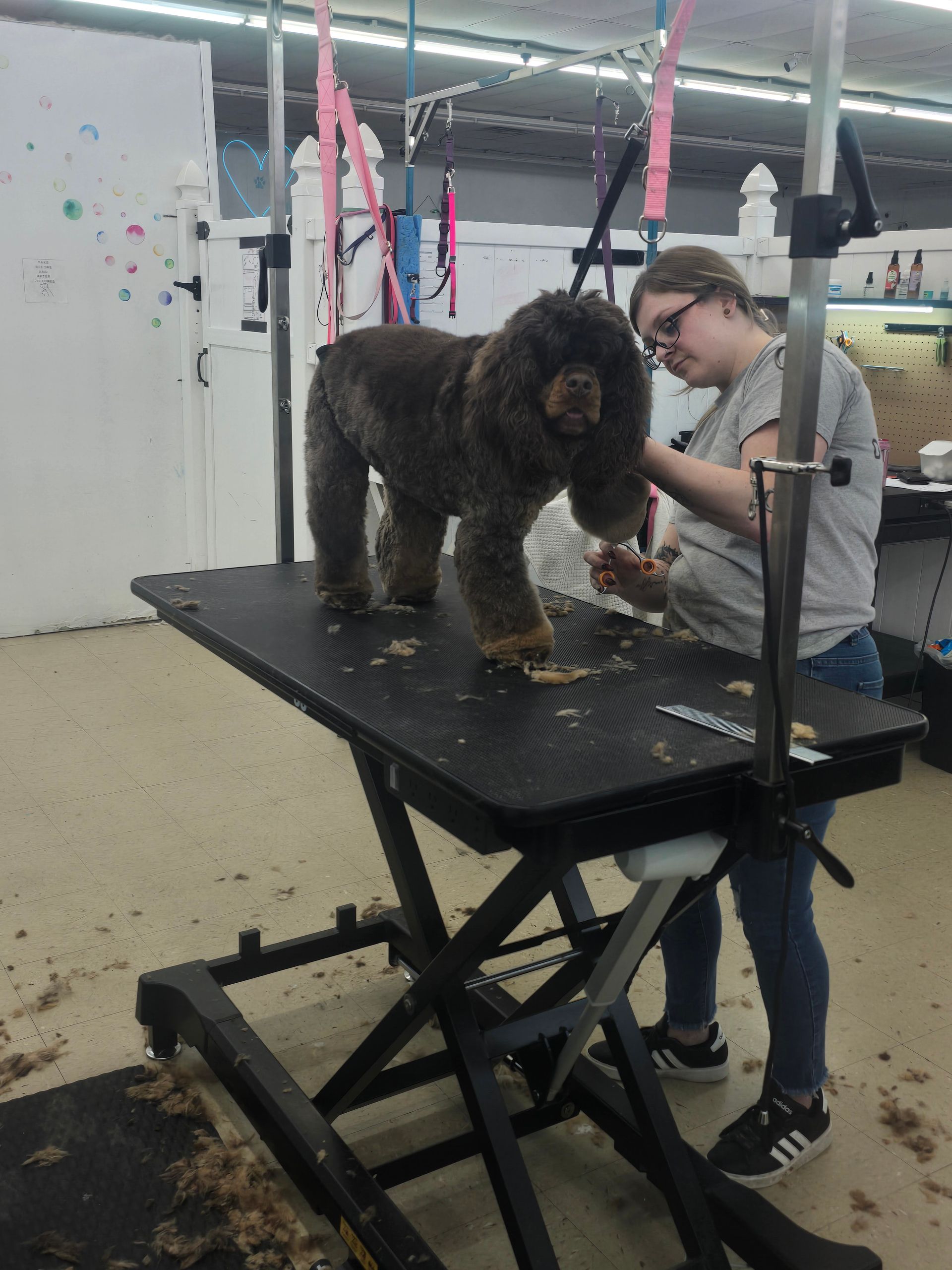 A person in a grooming salon trims the fur of a brown dog standing on an adjustable lift table.
