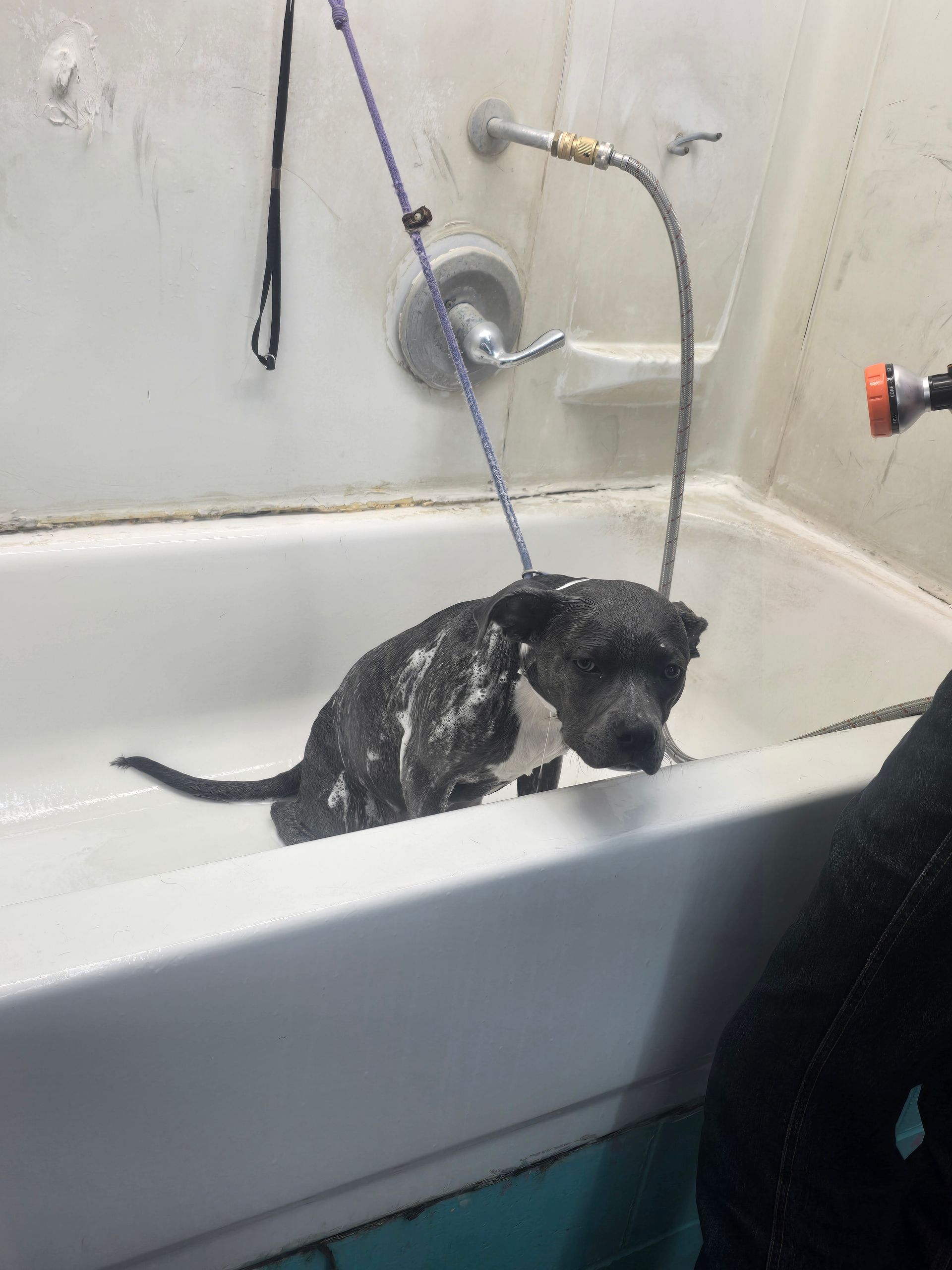 A small, dark-colored dog with a white chest standing in a bathtub, covered in soap bubbles while being bathed.
