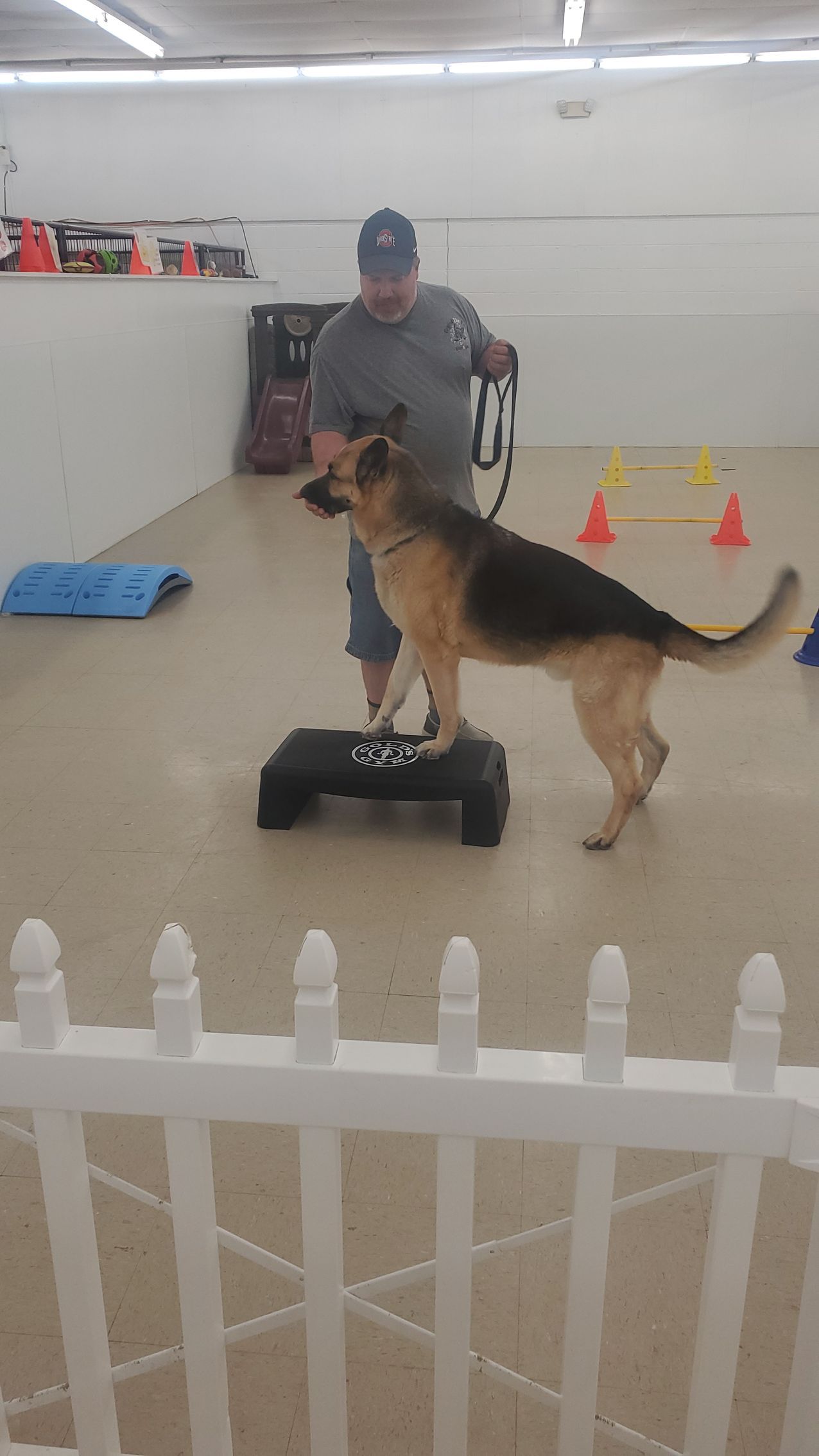 A person in a training facility uses a leash to guide a German Shepherd standing on a black exercise platform.