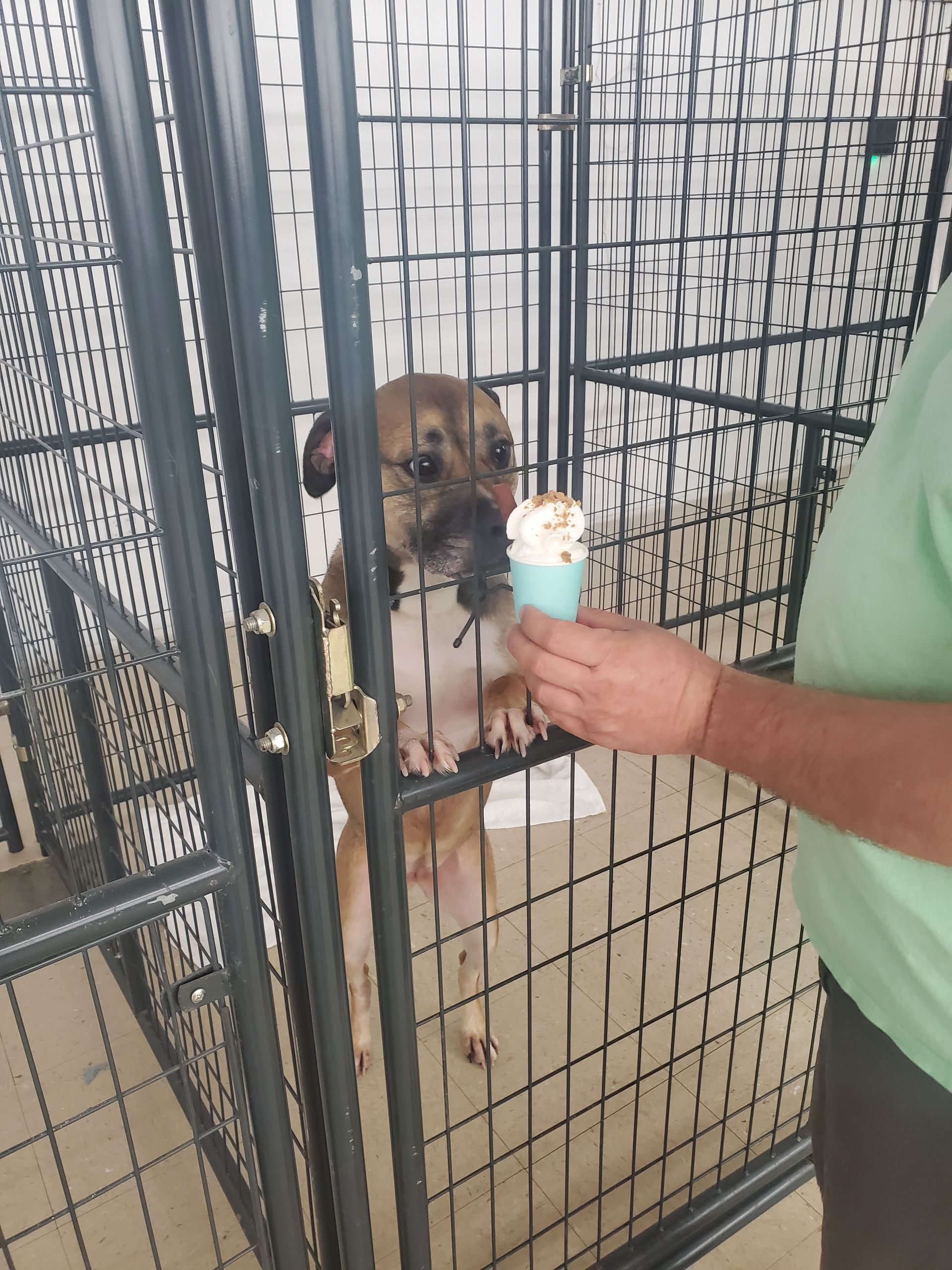 A person holds a small cup of white treat toward a tan-and-black dog standing on its hind legs inside a wire kennel.