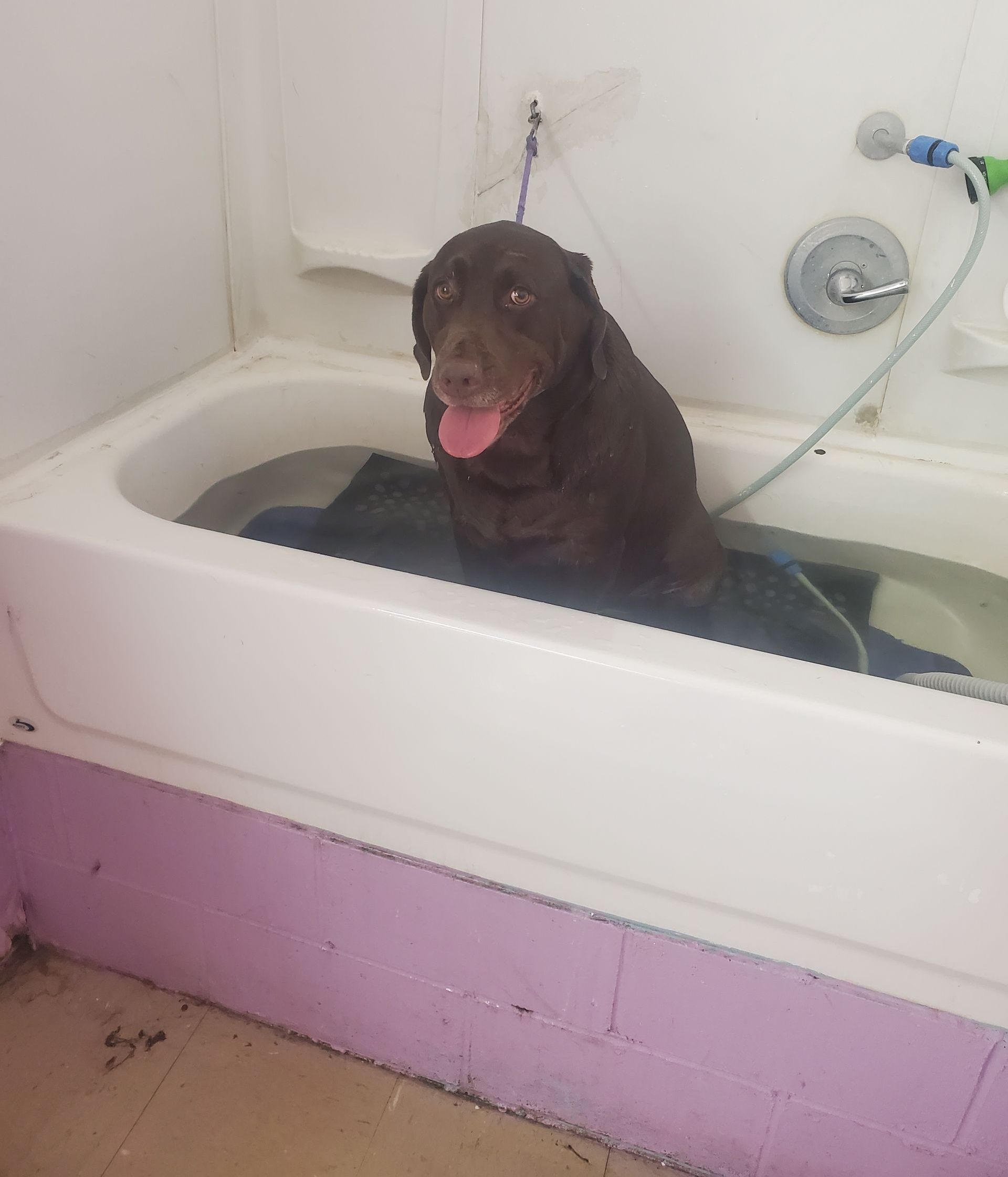 A chocolate Labrador retriever with a happy expression sits in a bathtub filled with water.