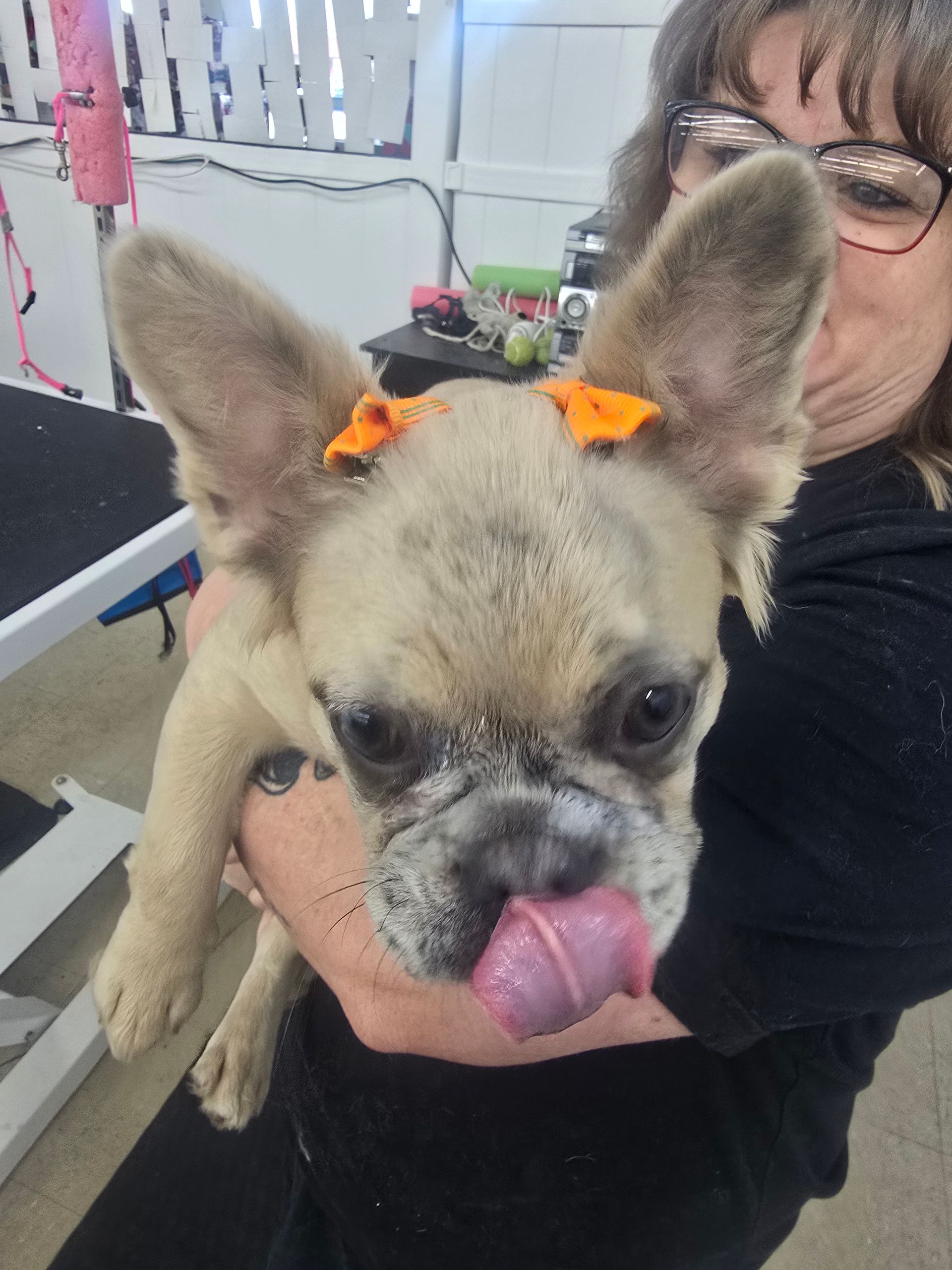 A person holds a light-colored French Bulldog puppy with orange hair bows, its tongue sticking out, in a grooming salon.