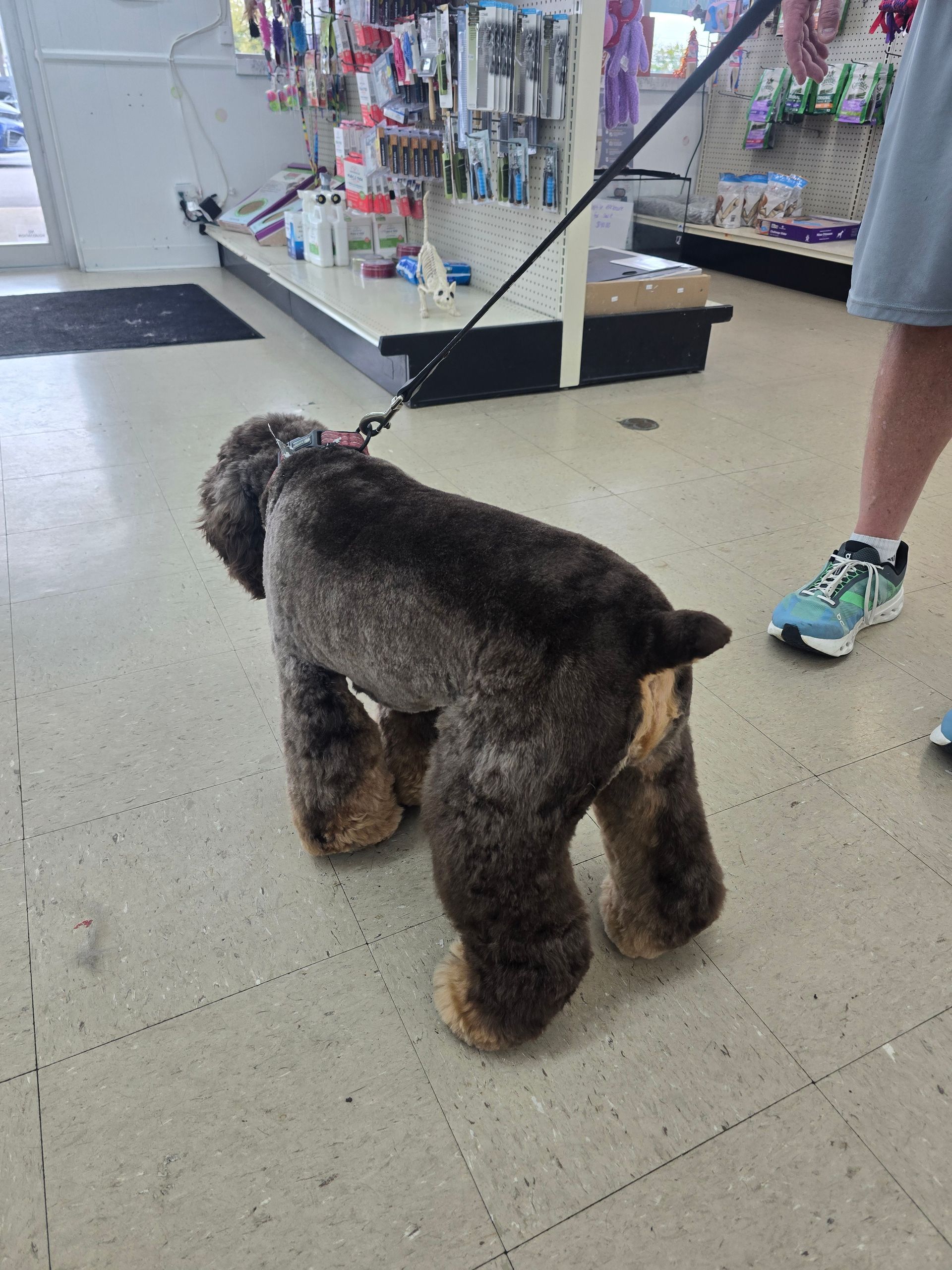 A dark-coated dog with a fluffy 
