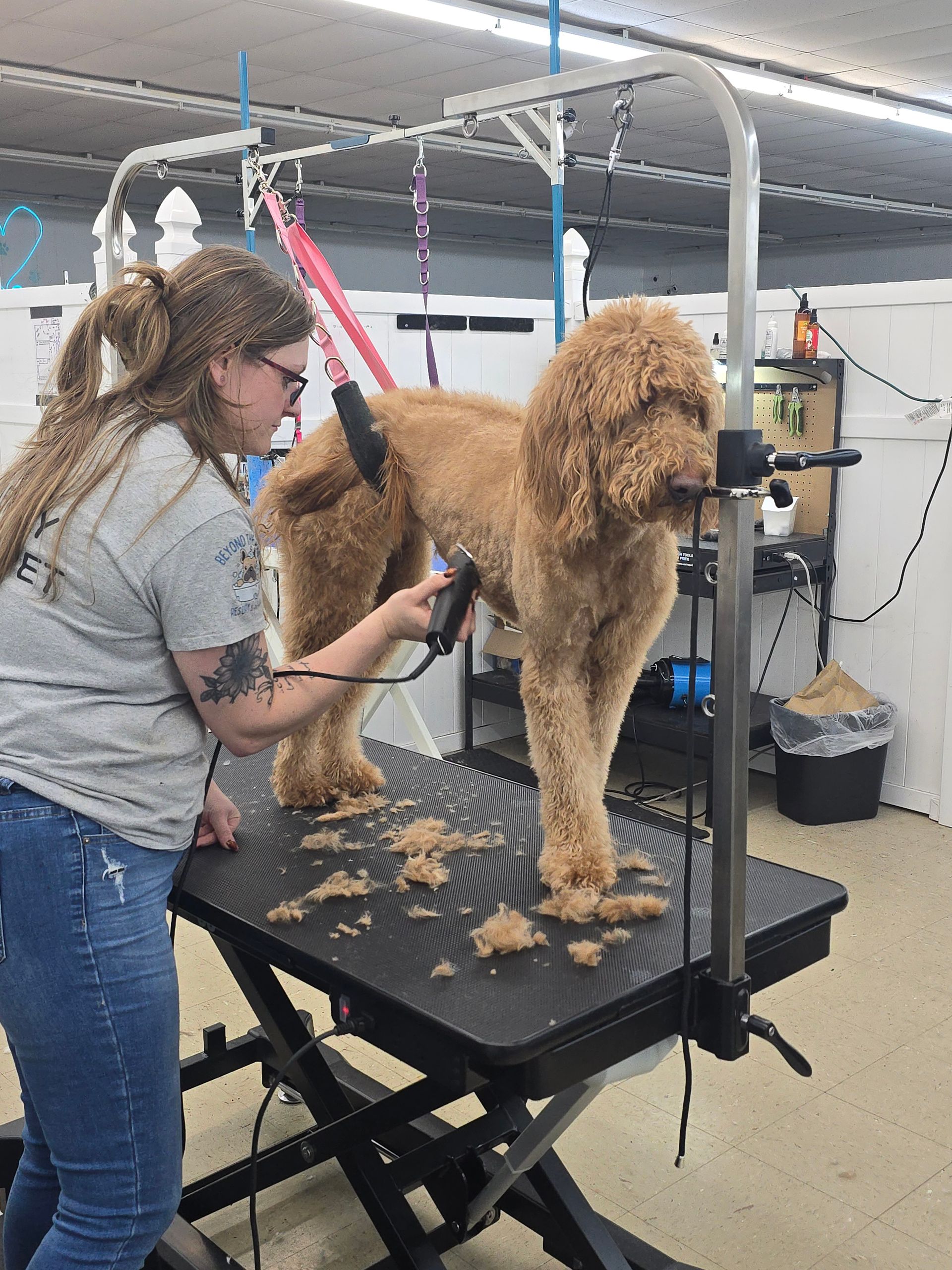 A professional groomer uses clippers to trim the fur of a golden doodle standing on an adjustable grooming table.