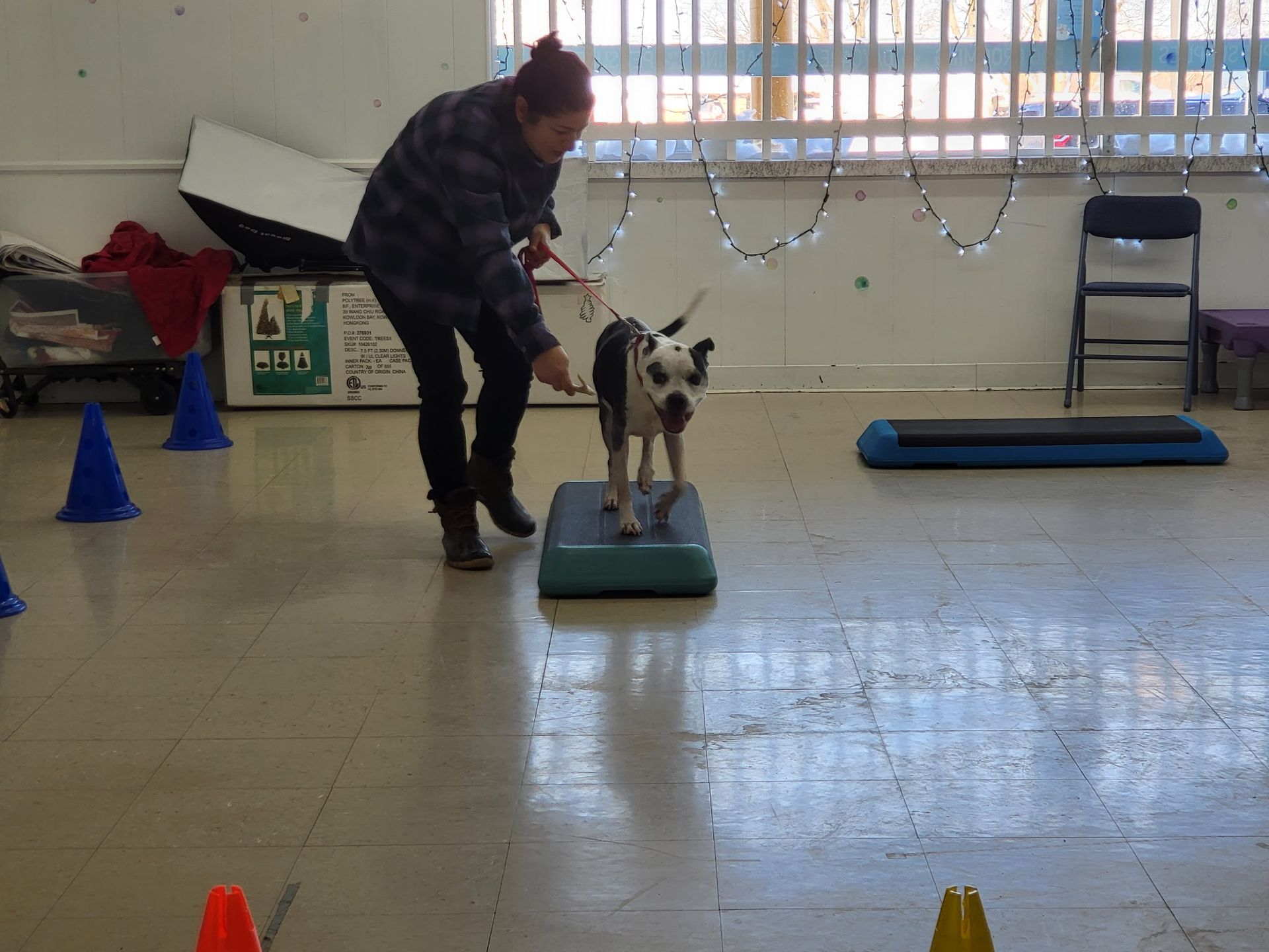 A person leads a small, white and black dog as it steps onto a blue exercise platform during indoor agility training.