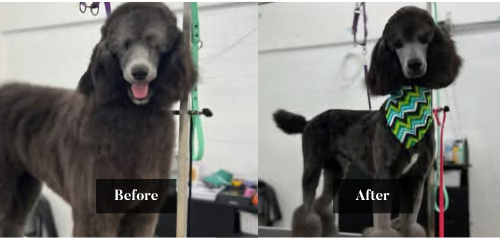 A black poodle before and after grooming, shown with longer fur on the left and a short trim and bandana on the right.