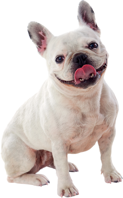 dog A cream-colored French Bulldog sitting against a white background with its tongue out and a happy expression.