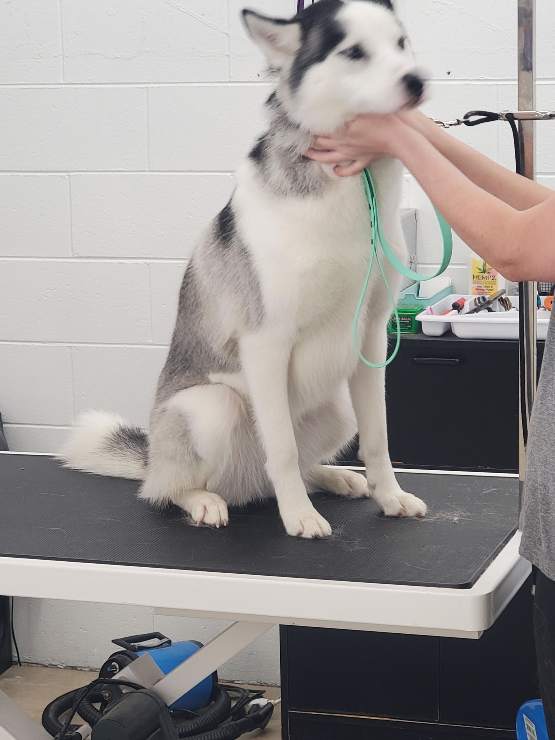 A groomer holds a black and white husky sitting on a grooming table in a clinical, white-tiled room.