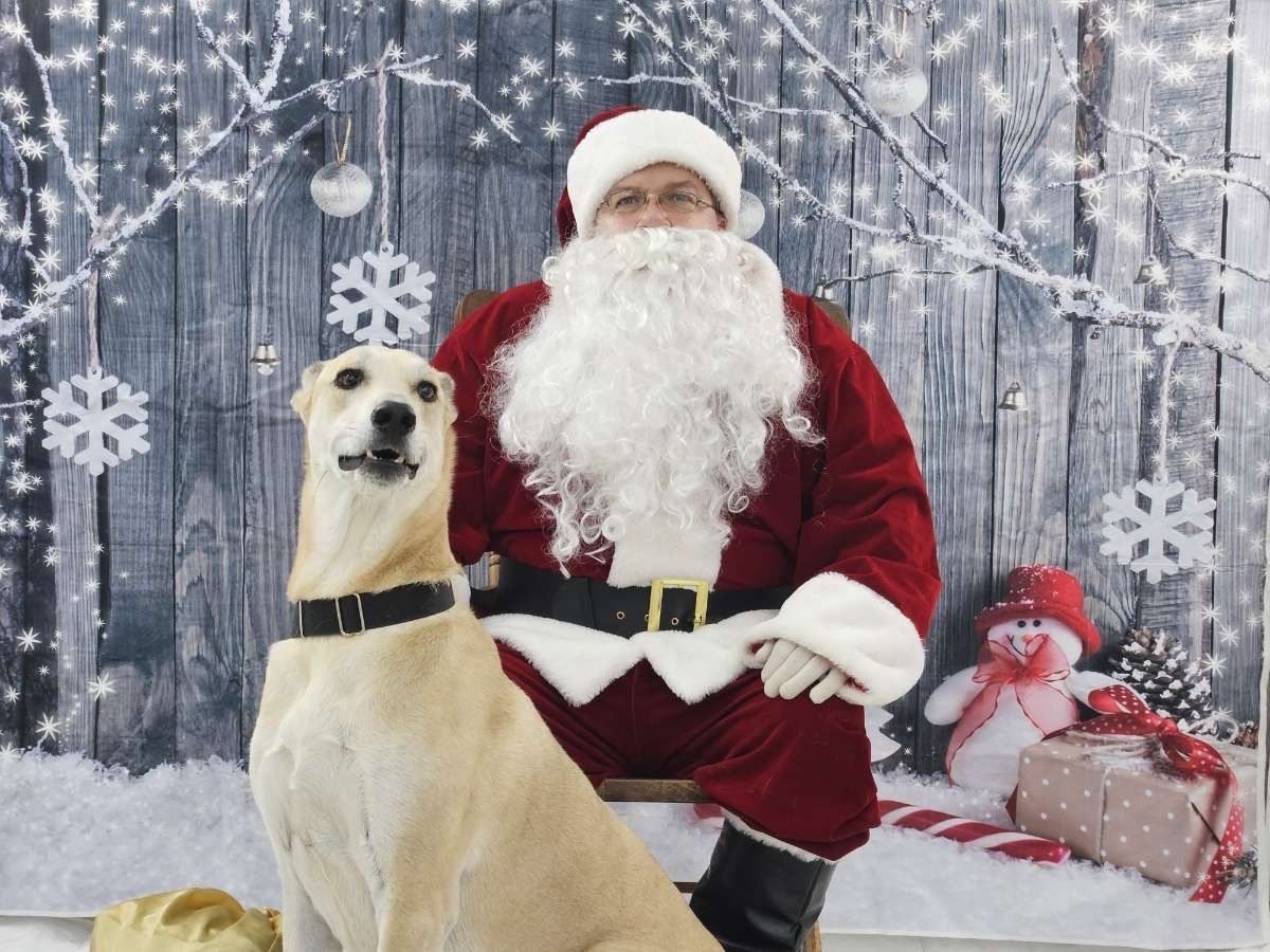 A tan dog sits beside a person dressed as Santa Claus in front of a rustic winter-themed backdrop with snow and gifts.