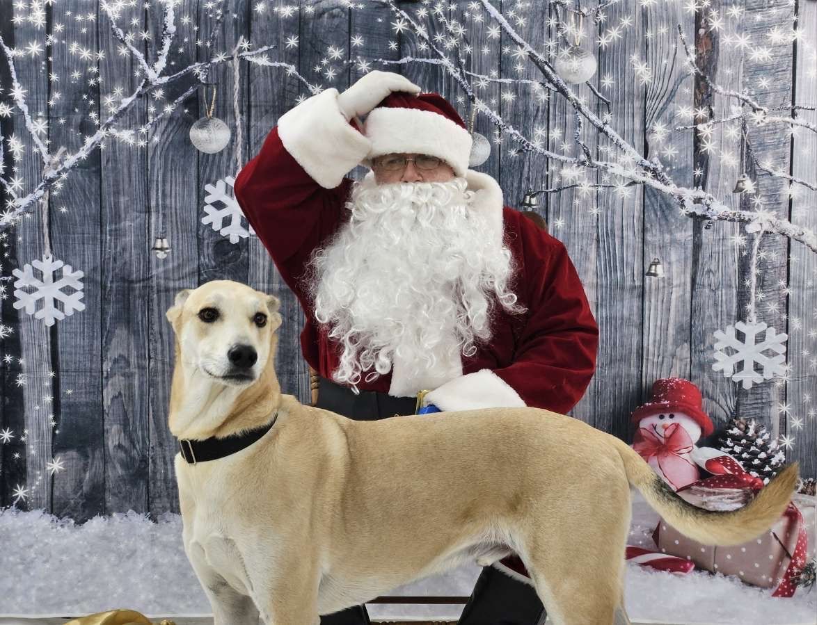 Santa Claus in a red suit adjusts his hat behind a tan dog standing in a snowy, holiday-themed setting.