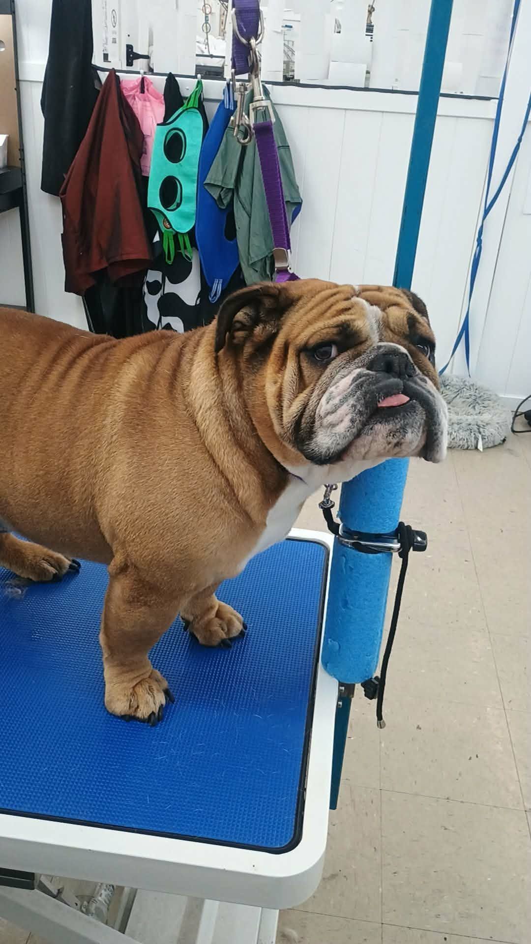 A brown English Bulldog with a small tongue poking out rests its chin on a blue grooming arm on a blue table.