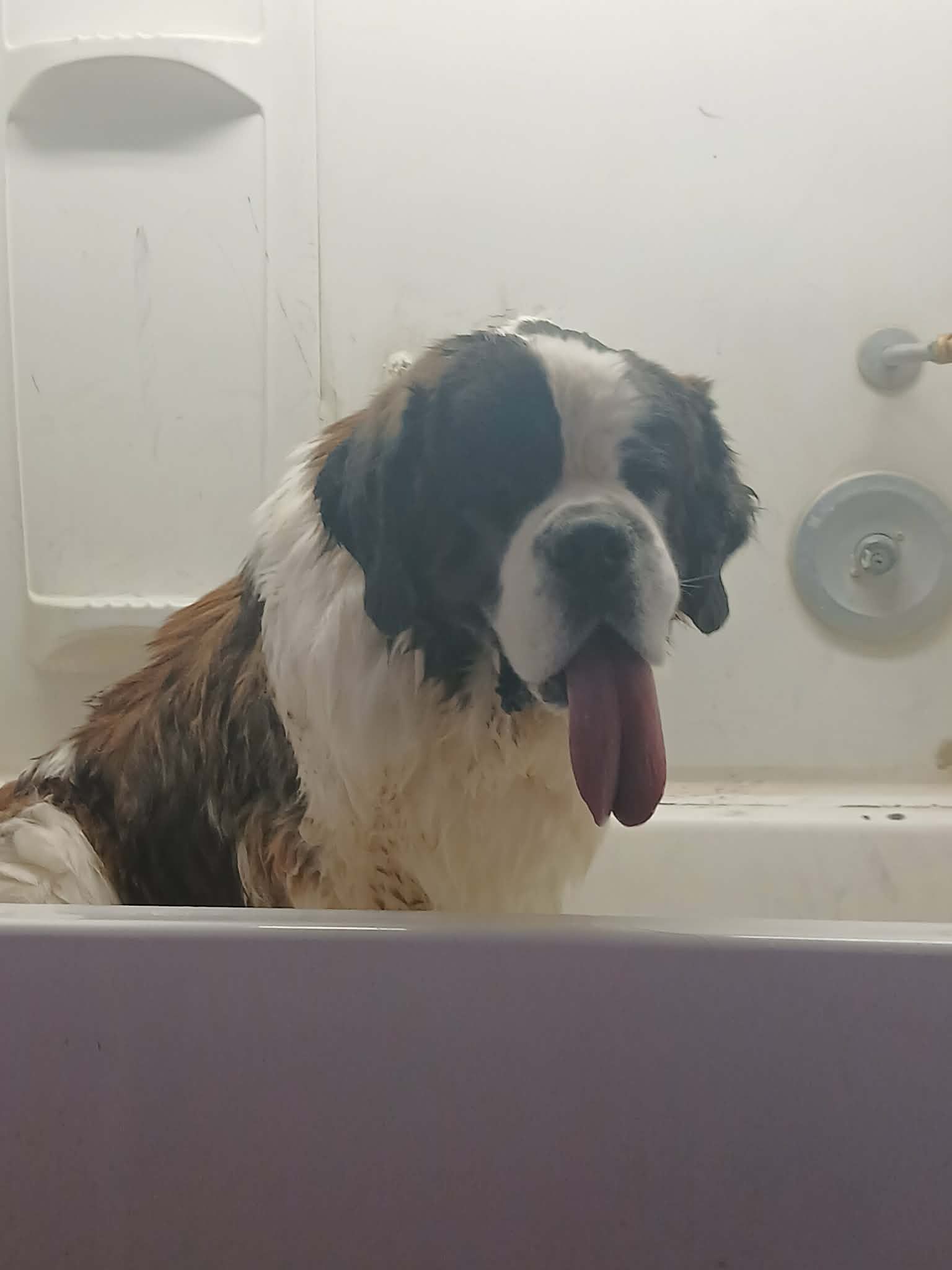 A wet Saint Bernard dog with its long tongue hanging out, sitting in a white bathtub.