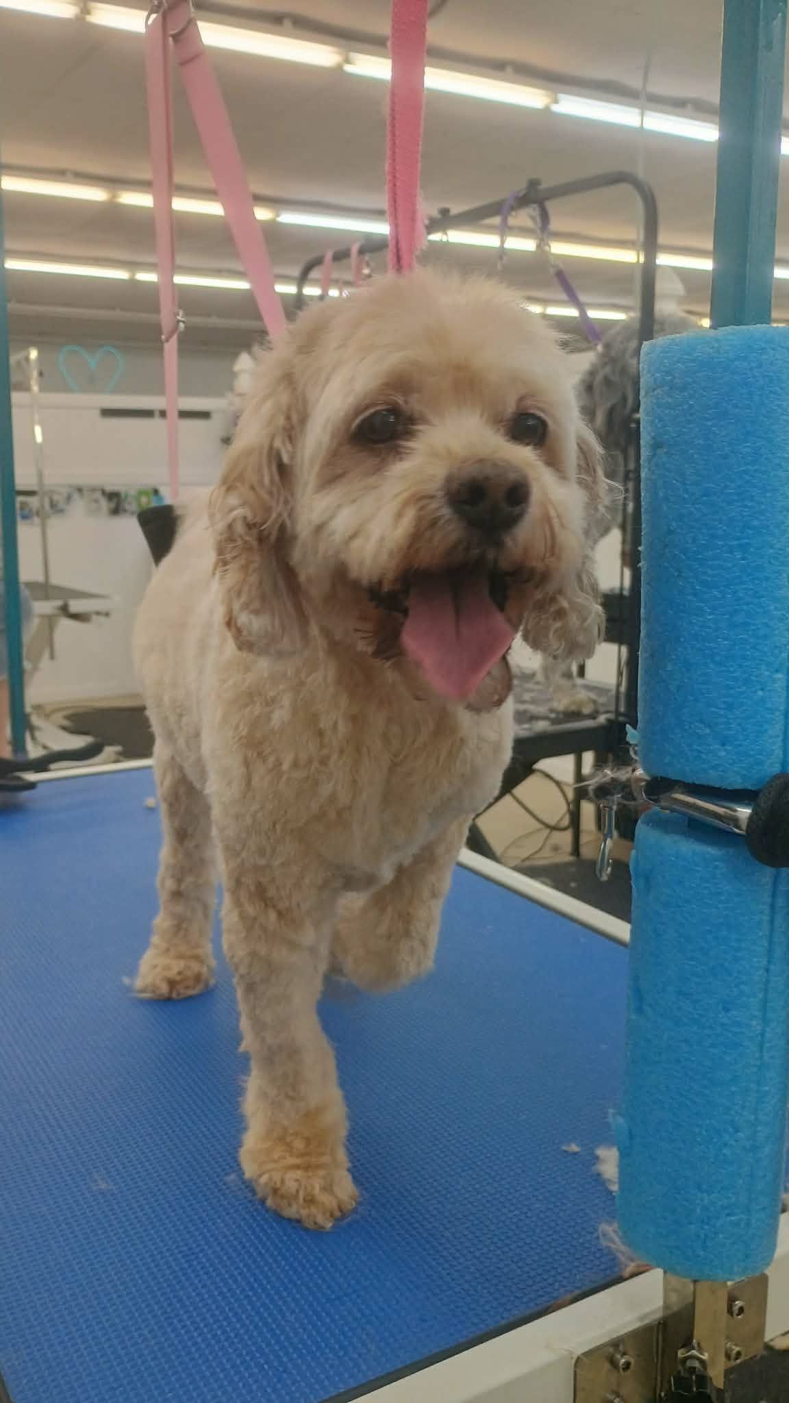 A tan dog with floppy ears and a happy expression stands on a blue grooming table.
