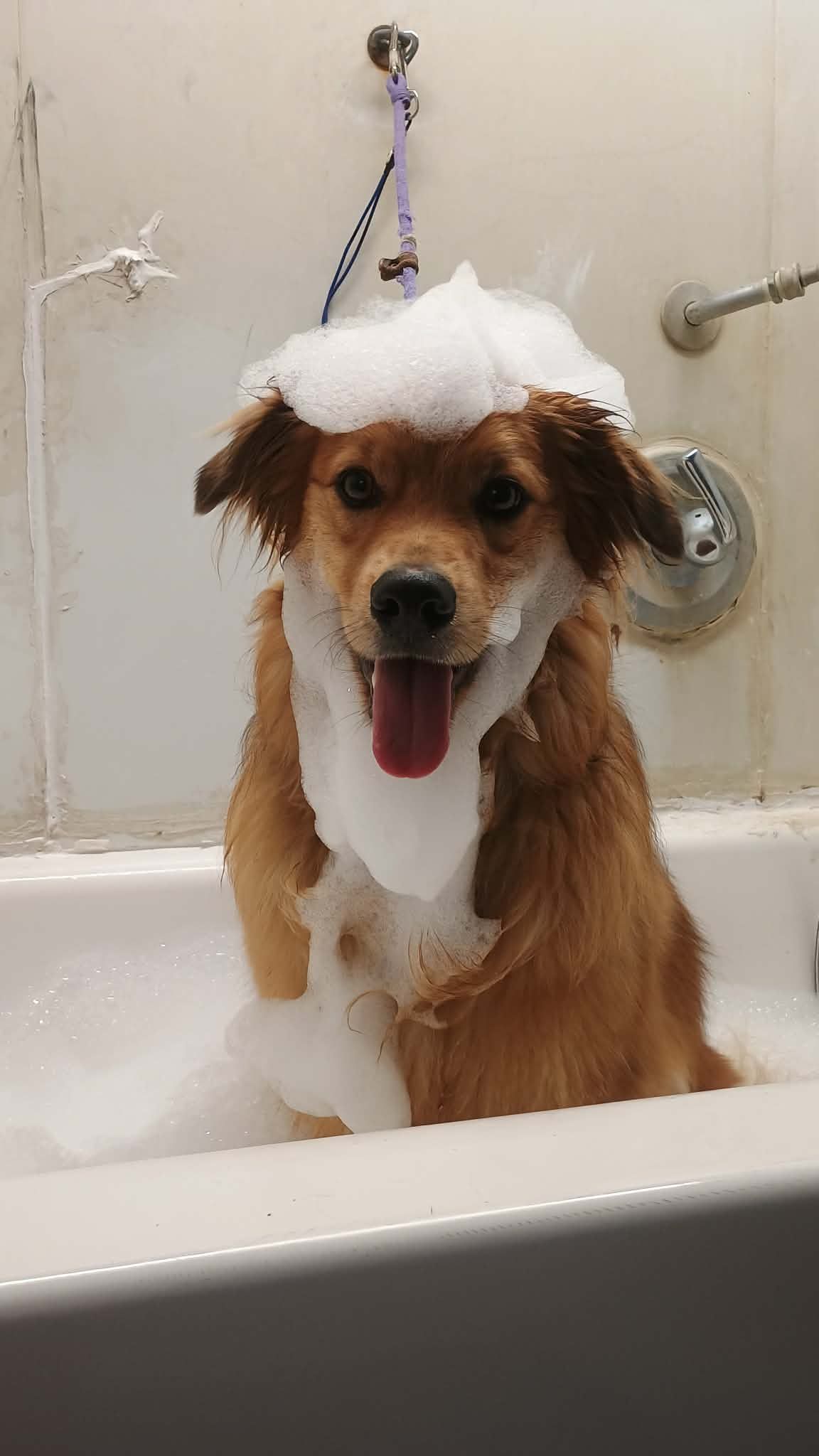 A golden-brown dog sits in a bathtub covered in white soap suds on its head and chest, smiling with its tongue out.