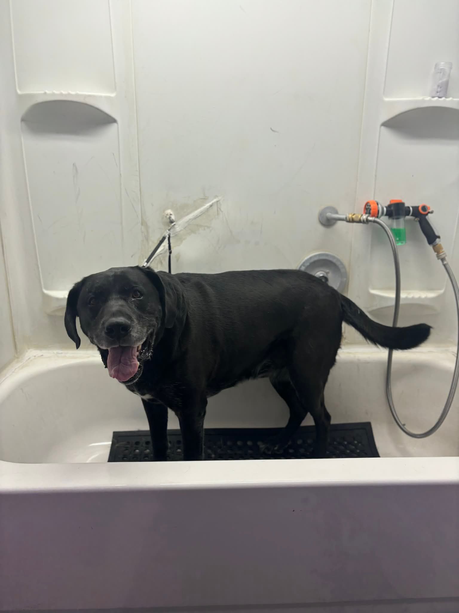 A black dog stands inside a white bathtub, mouth open with a happy expression, preparing for a bath.