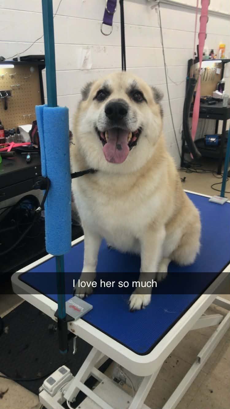 A smiling dog sits on a blue grooming table in a workshop, attached to a grooming arm with a blue foam cover.