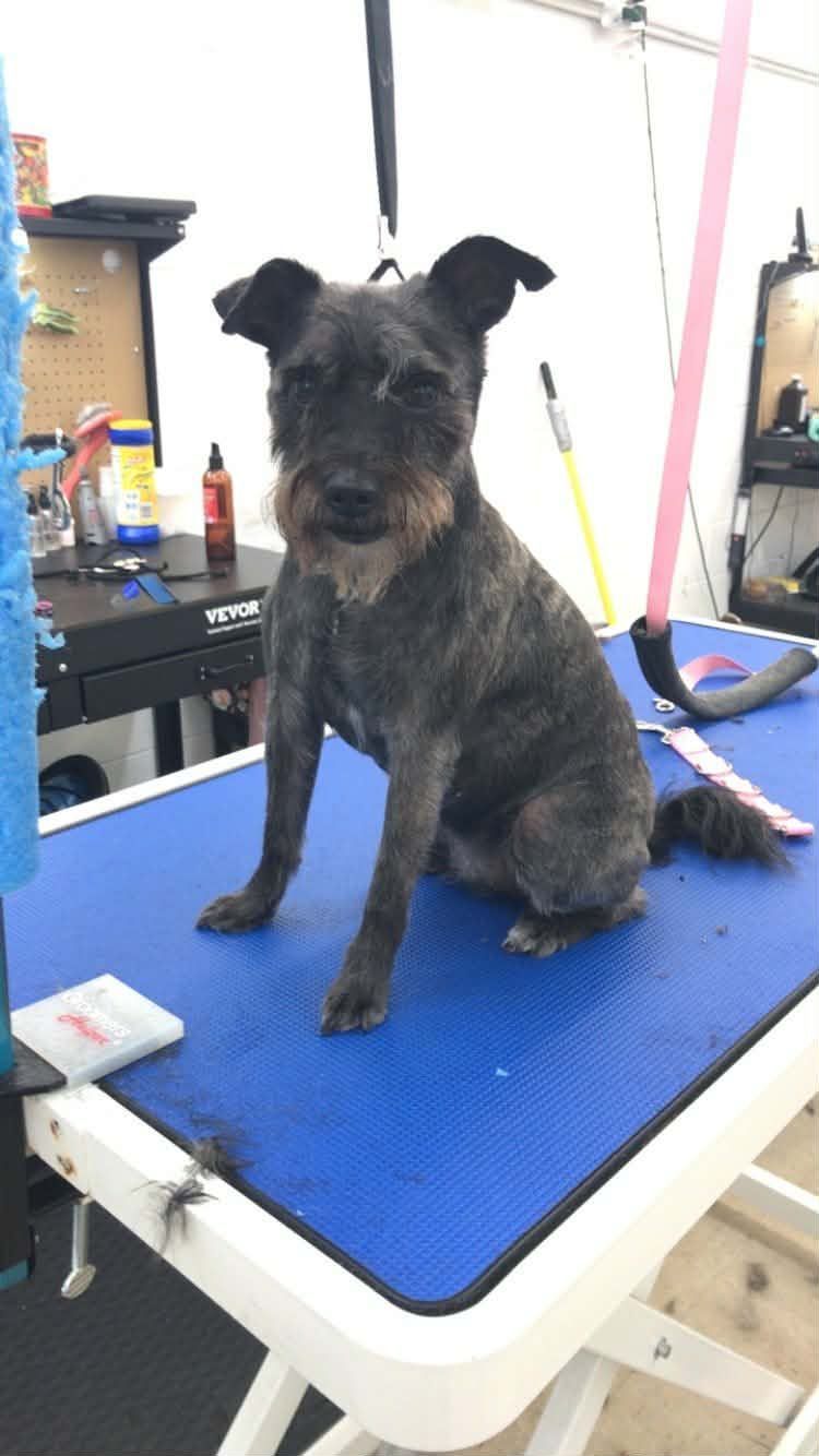 A dark-haired, wire-haired terrier mix sits patiently on a blue grooming table in a salon setting.