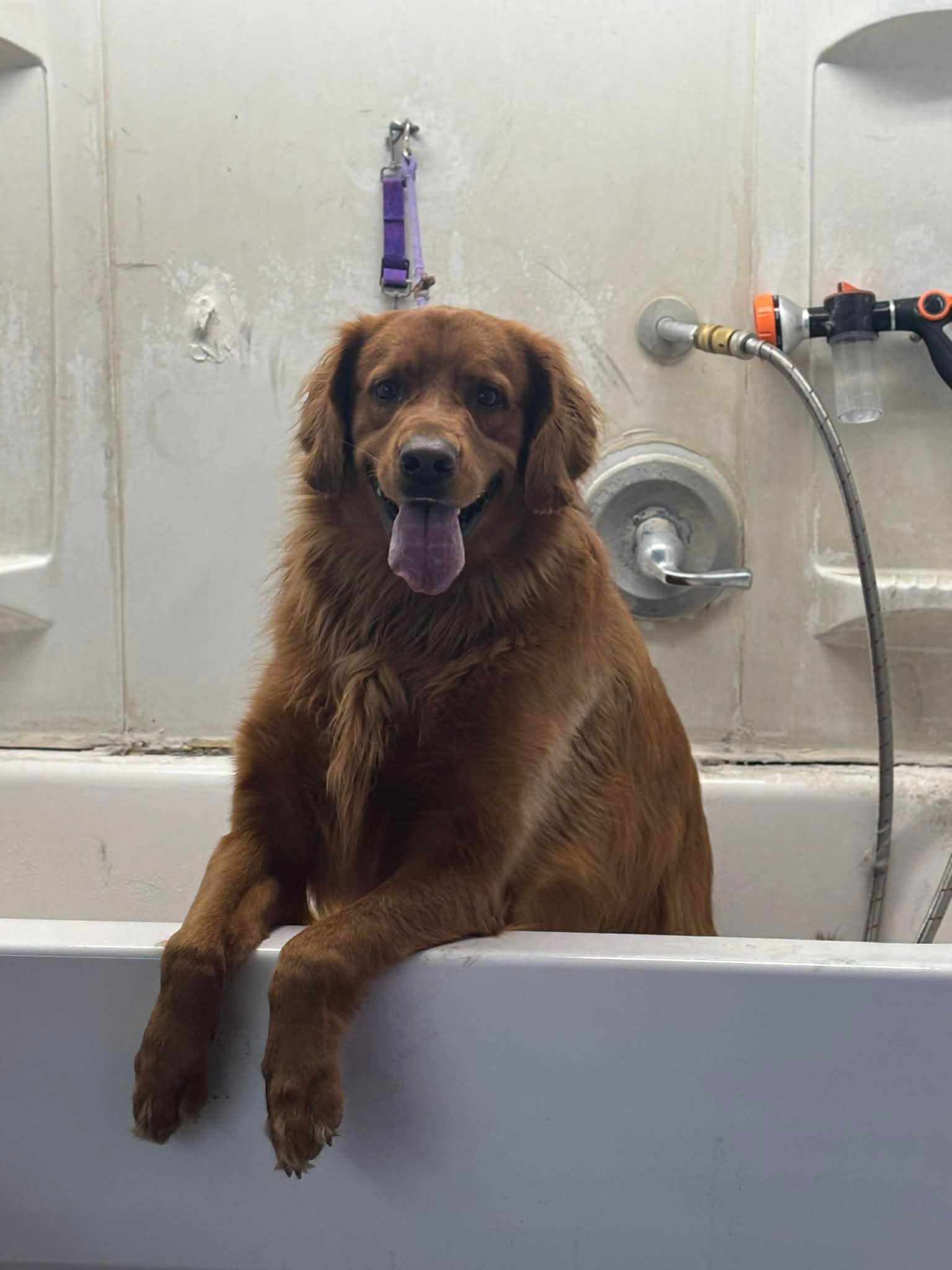 A golden-brown dog sitting in a white bathtub with its front paws resting on the ledge, tongue out and smiling.