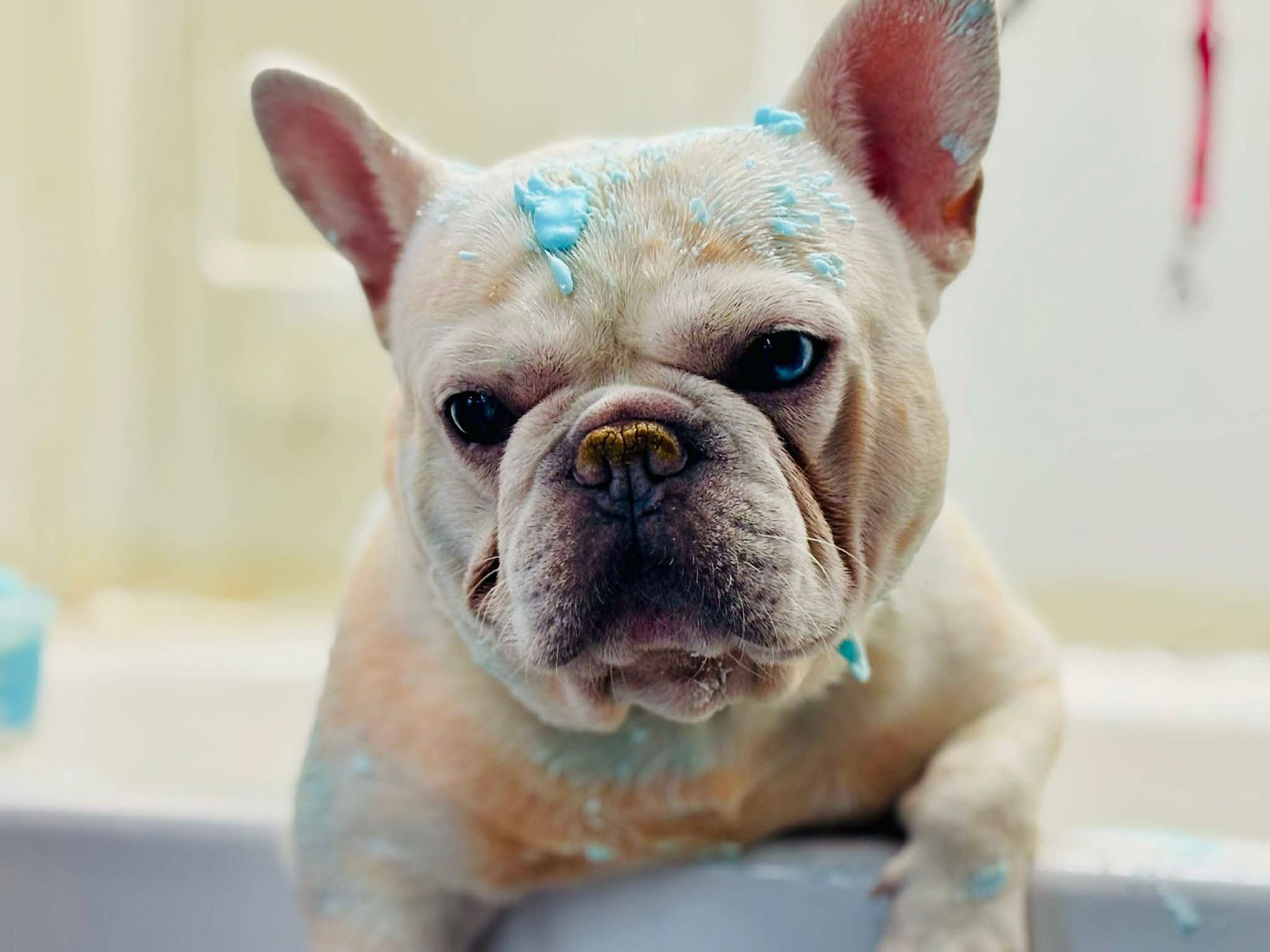 A cream-colored French Bulldog with splashes of blue shampoo on its head and chest, looking intently from a bathtub.